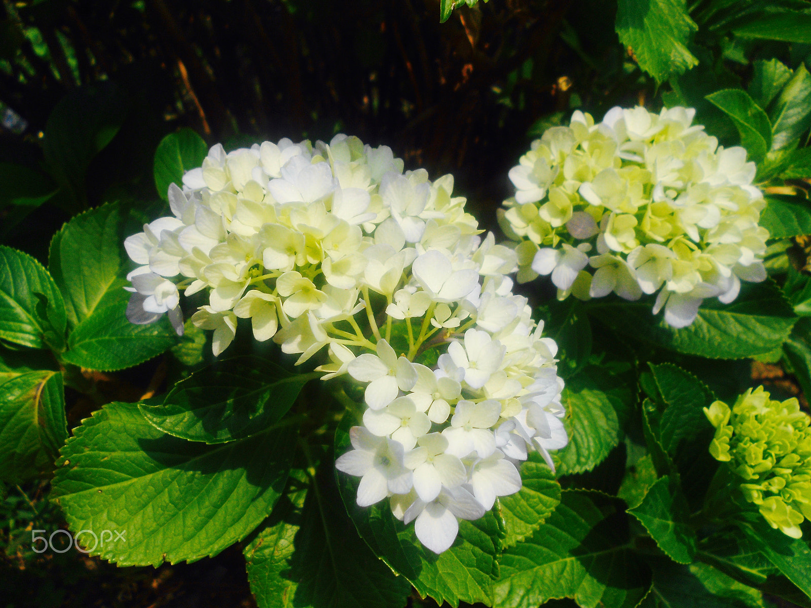 Nikon COOLPIX S2600 sample photo. White flowers photography