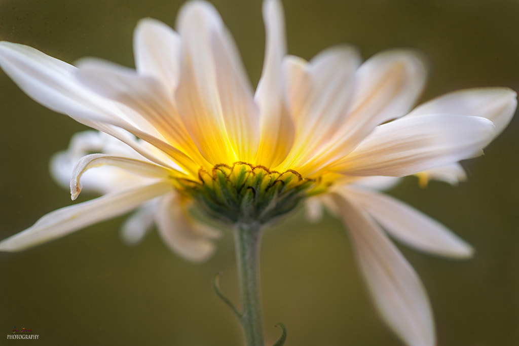 Nikon AF-S Micro-Nikkor 105mm F2.8G IF-ED VR sample photo. Lighten up my world photography