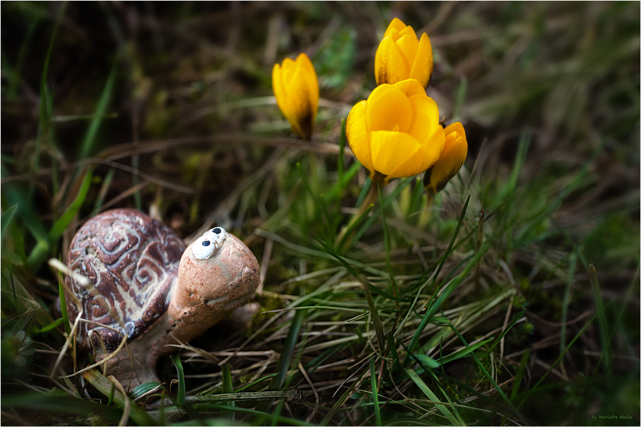 Canon EF-M 22mm F2 STM sample photo. Little turtle and the crocuses photography