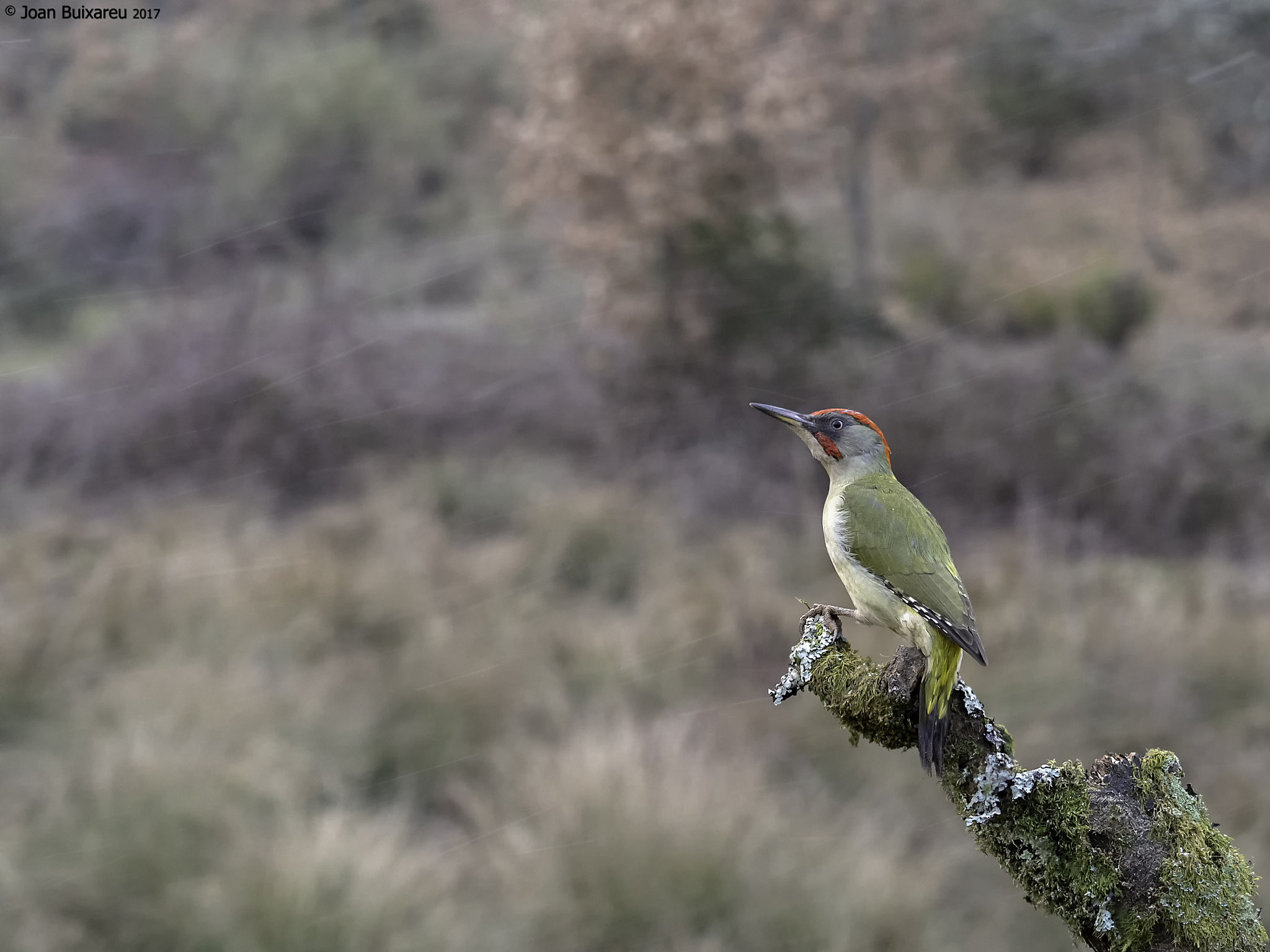 Olympus OM-D E-M1 Mark II + Olympus M.Zuiko Digital ED 40-150mm F2.8 Pro sample photo. Cercant la meteo photography