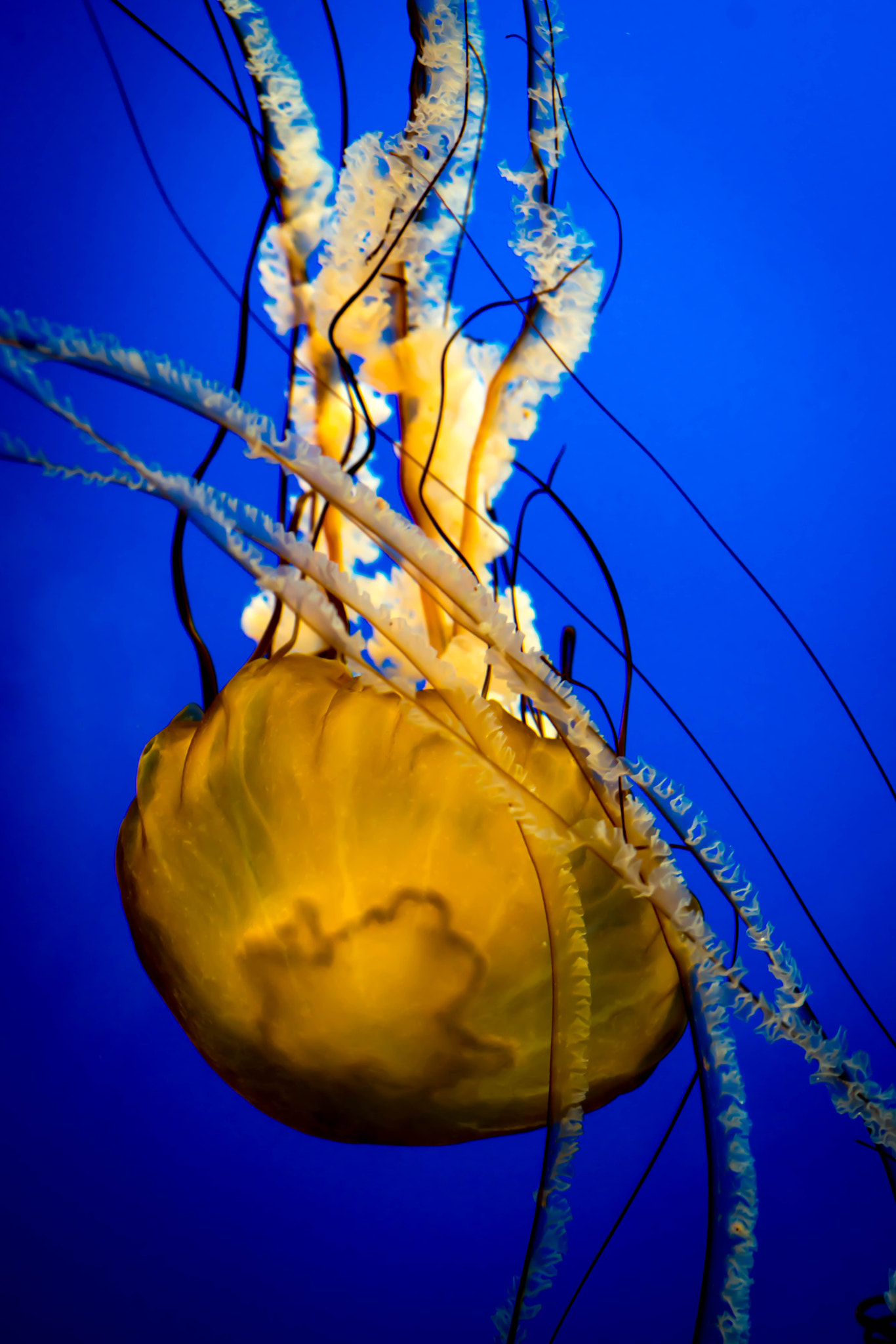 Sony a7R II + Sigma 30mm F1.4 EX DC HSM sample photo. Sea nettle photography