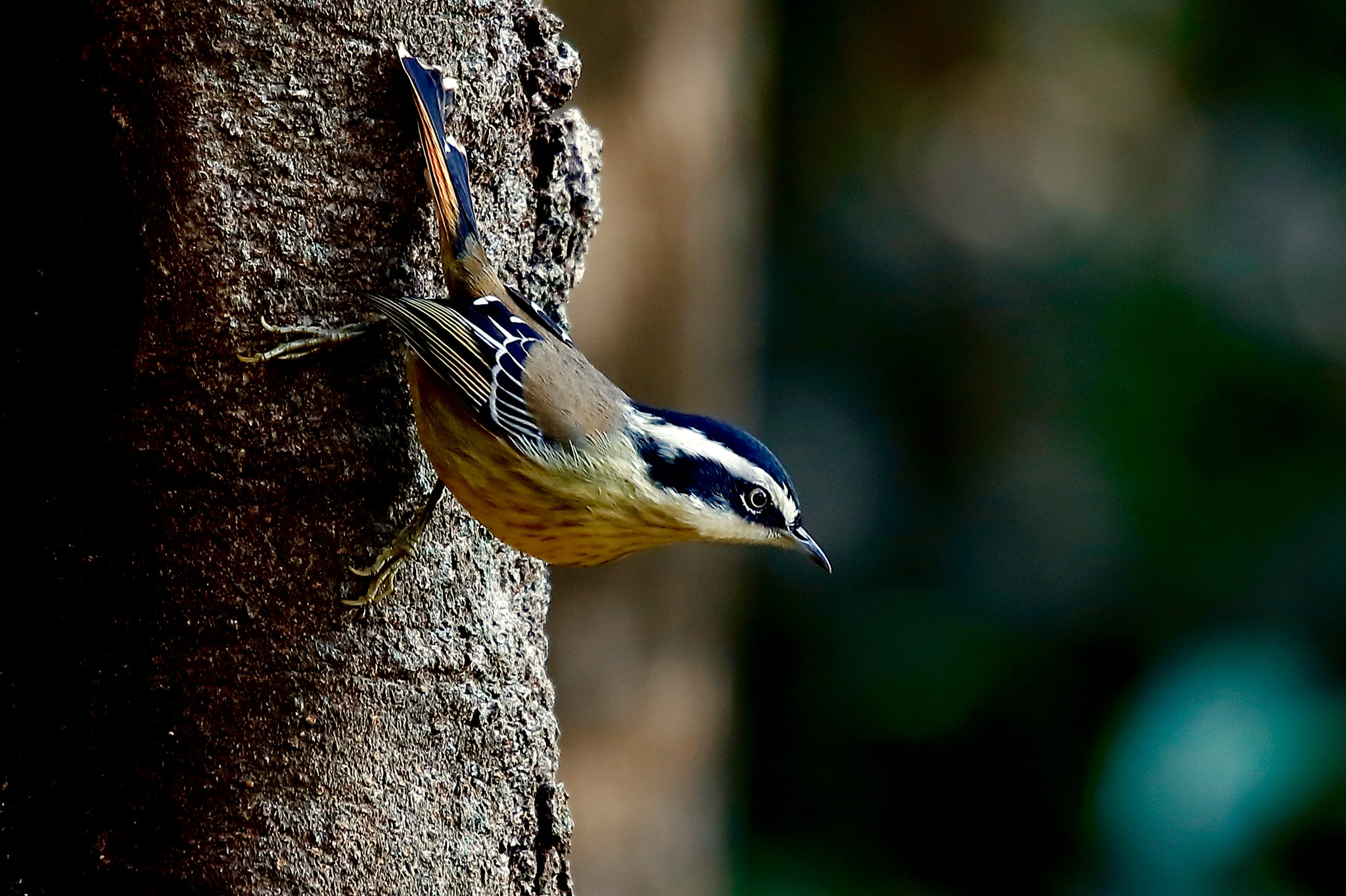 Canon EOS 5DS sample photo