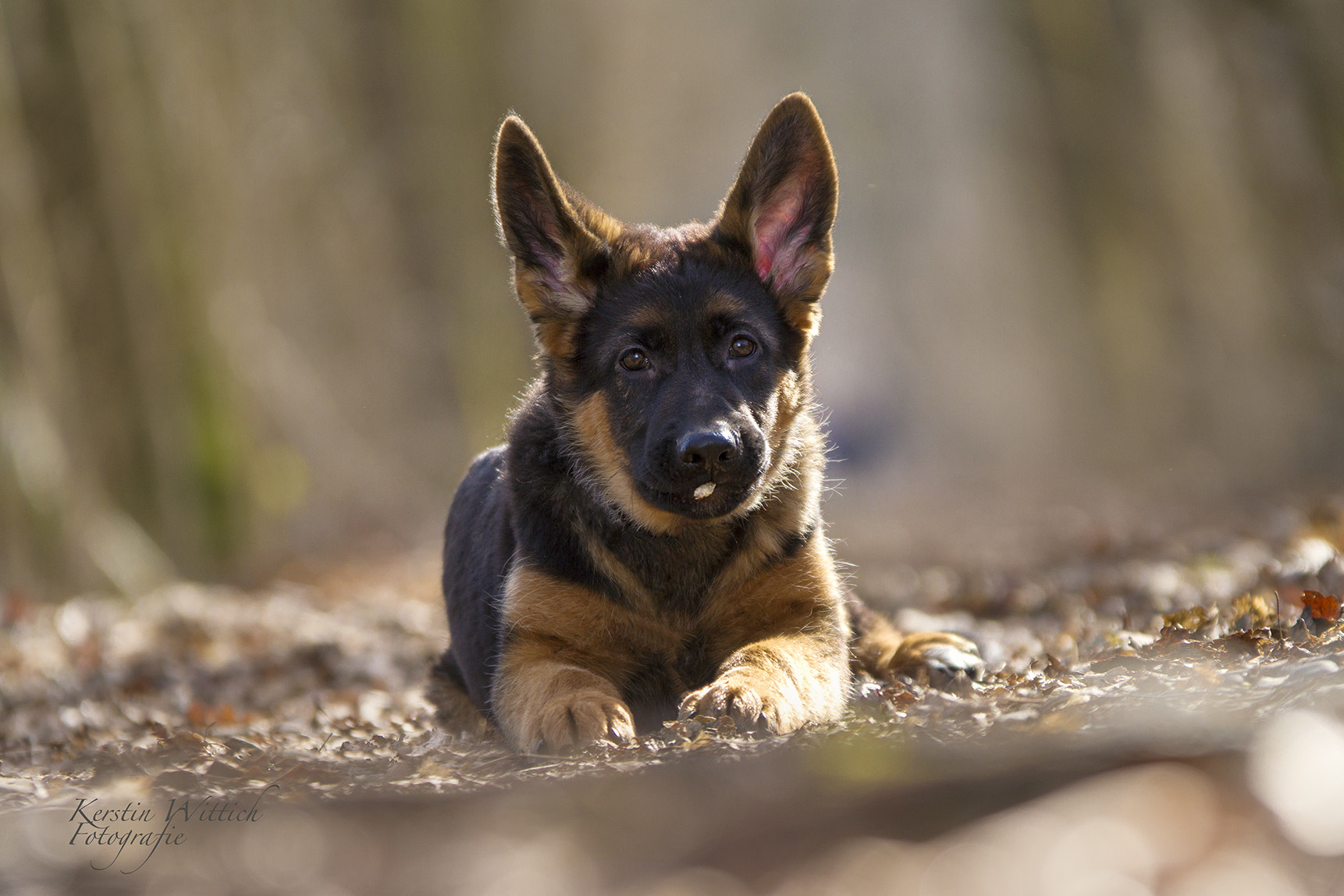 Sigma 70-200mm F2.8 EX DG OS HSM sample photo. Little heartbreaker photography