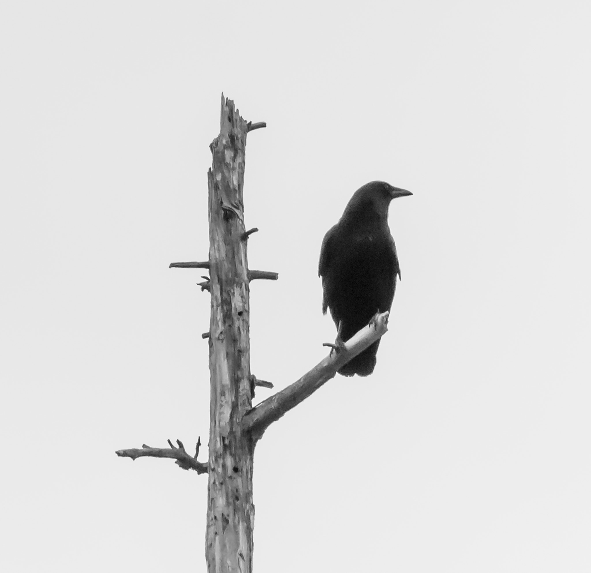Canon EF 70-300mm F4-5.6L IS USM sample photo. Lone raven photography