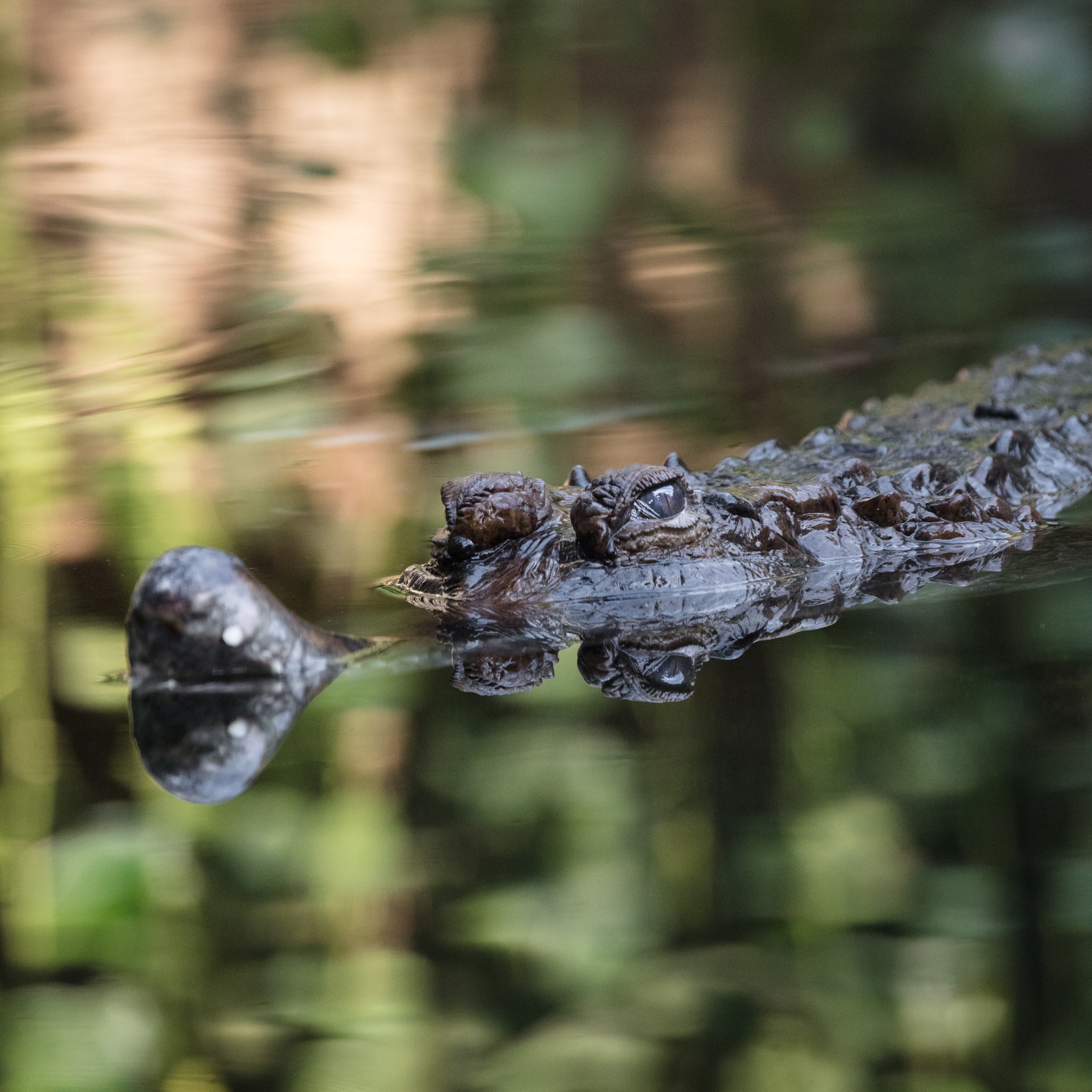 Canon EOS 5DS R sample photo. Sunda gharial crocodile photography