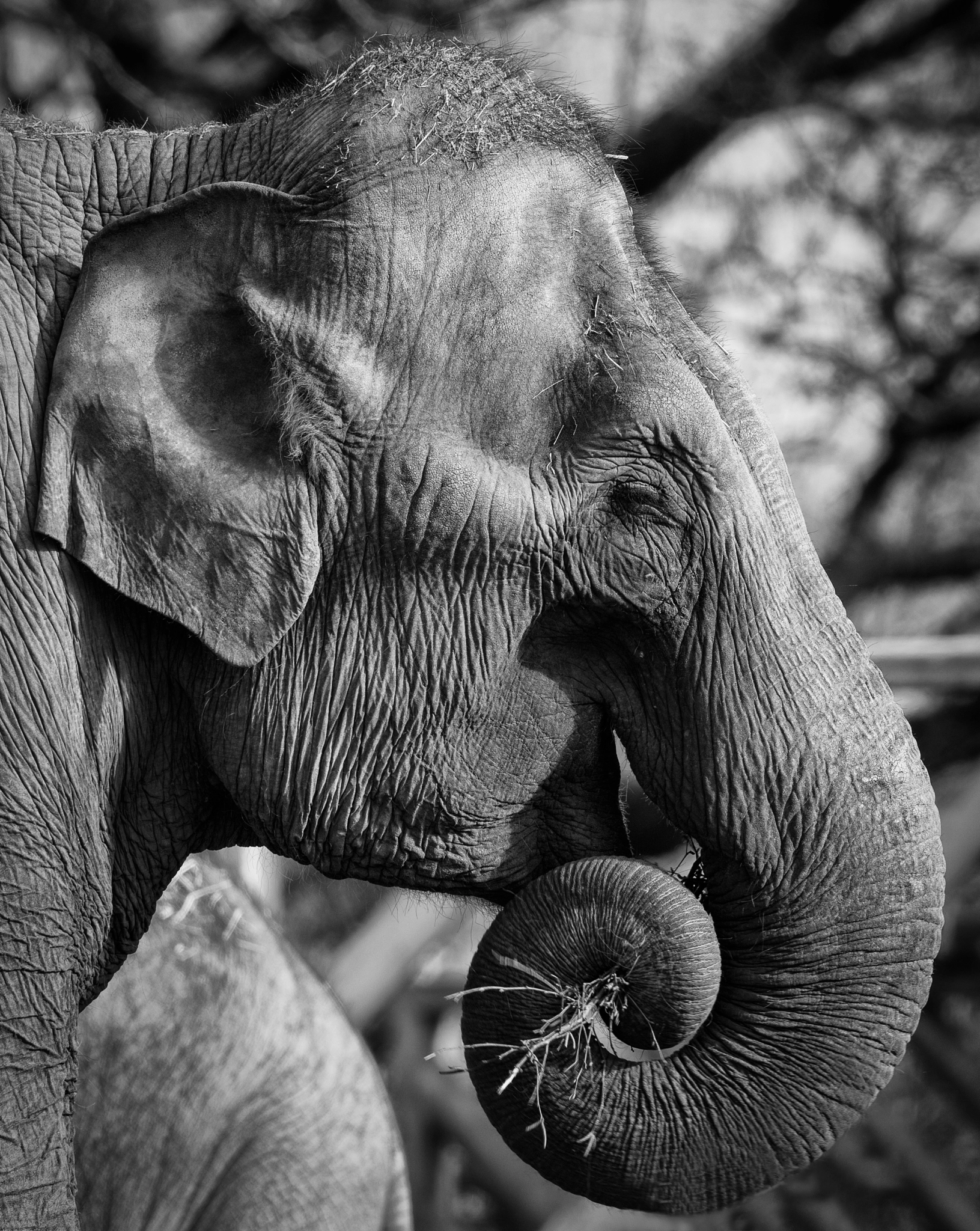 Canon EOS 5DS R sample photo. Asian elephant photography