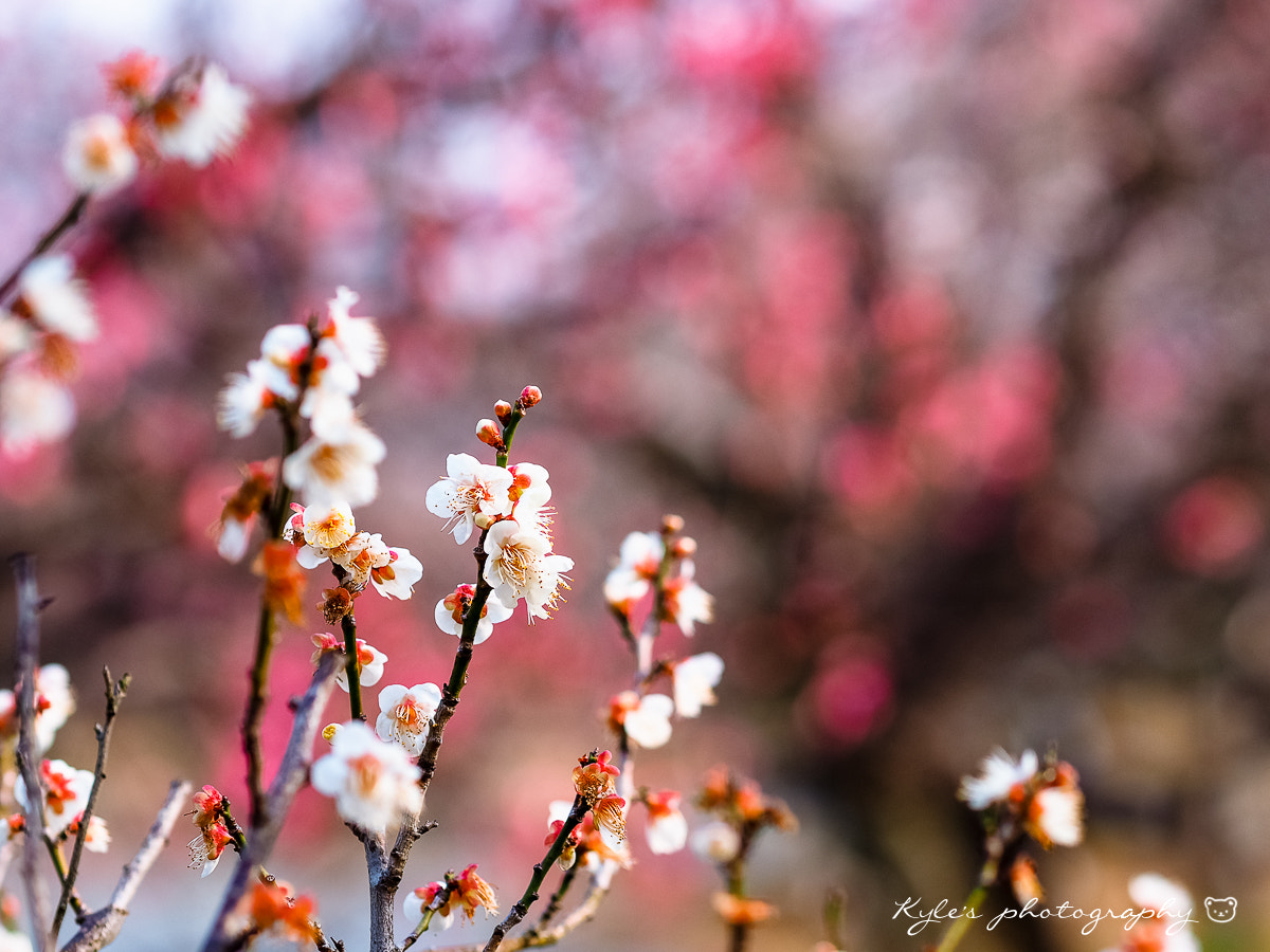 Olympus OM-D E-M1 + Olympus M.Zuiko Digital ED 75mm F1.8 sample photo. 舞鶴公園 photography