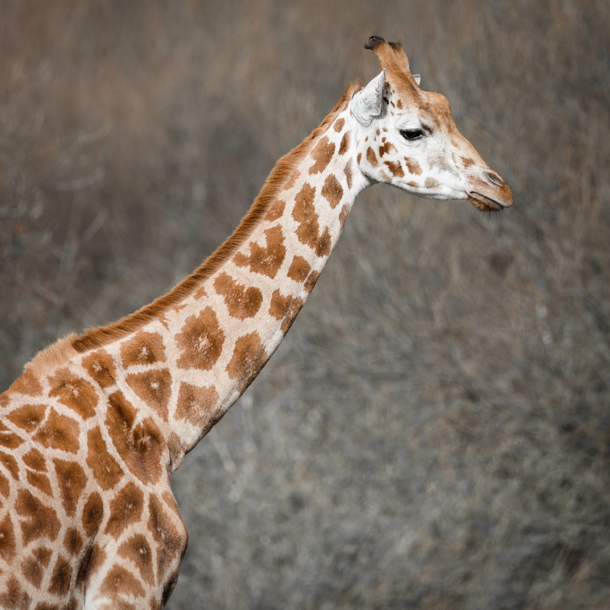 Canon EOS 5DS R + Canon EF 100-400mm F4.5-5.6L IS II USM sample photo. Rothchild's giraffe photography