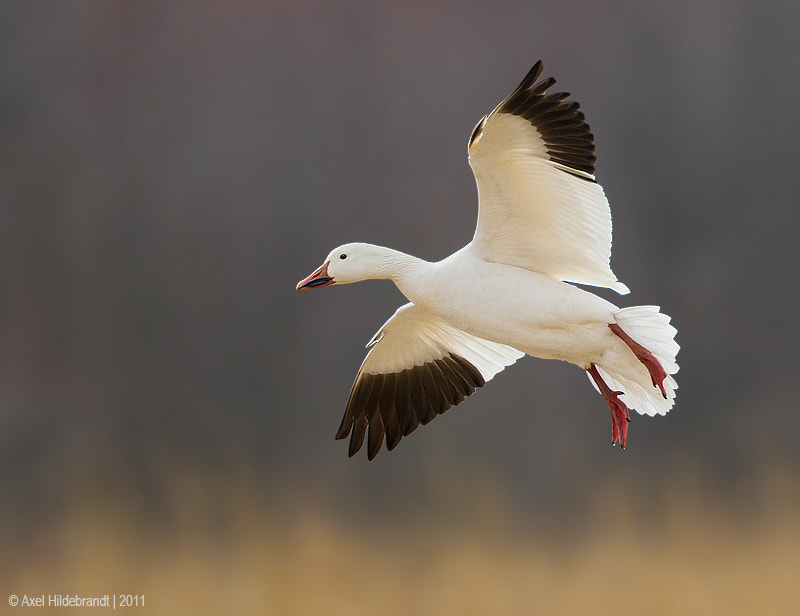 Canon EF 500mm F4L IS USM sample photo. Snow goose photography
