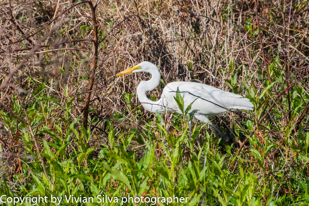 Canon EOS 40D sample photo. White heron bird photography