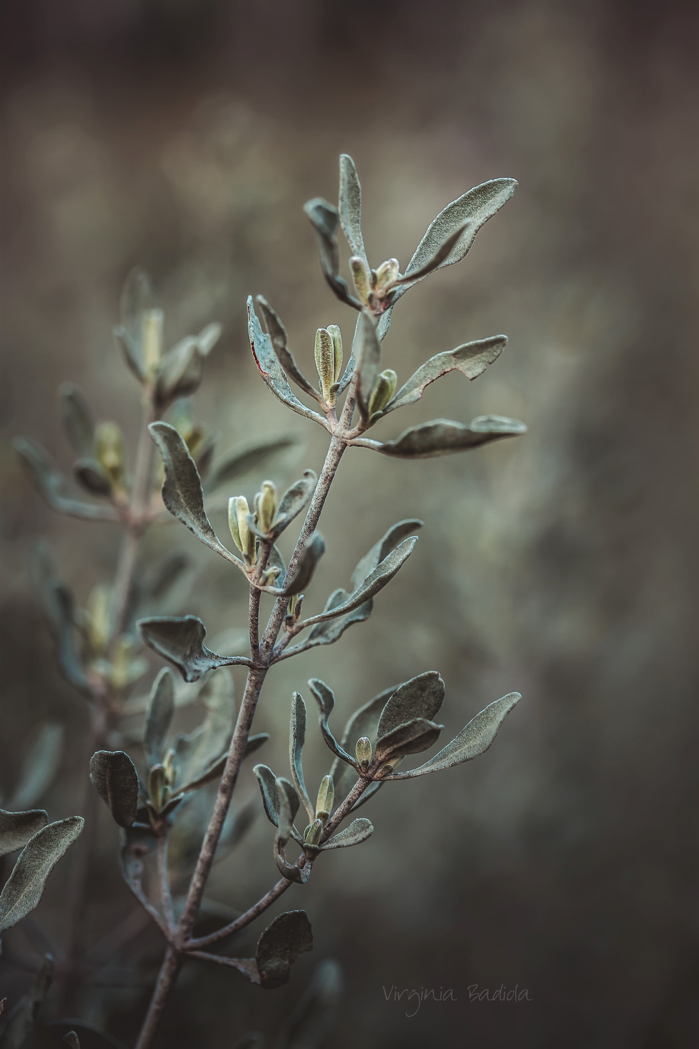 Canon EF-S 60mm F2.8 Macro USM sample photo. *** photography