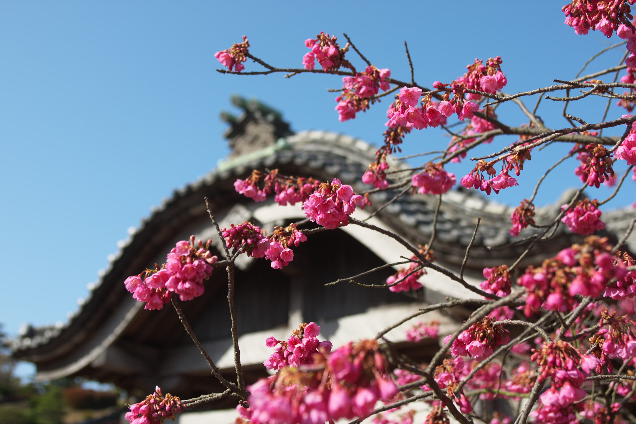 EF28-70mm f/2.8L USM sample photo. Taiwan cherry photography