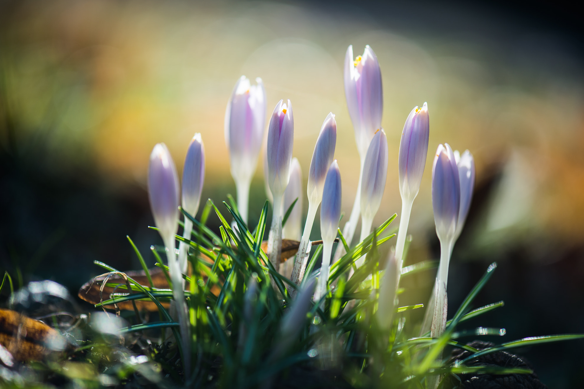 Nikon AF-S Micro-Nikkor 105mm F2.8G IF-ED VR sample photo. Krokus im gegenlicht photography