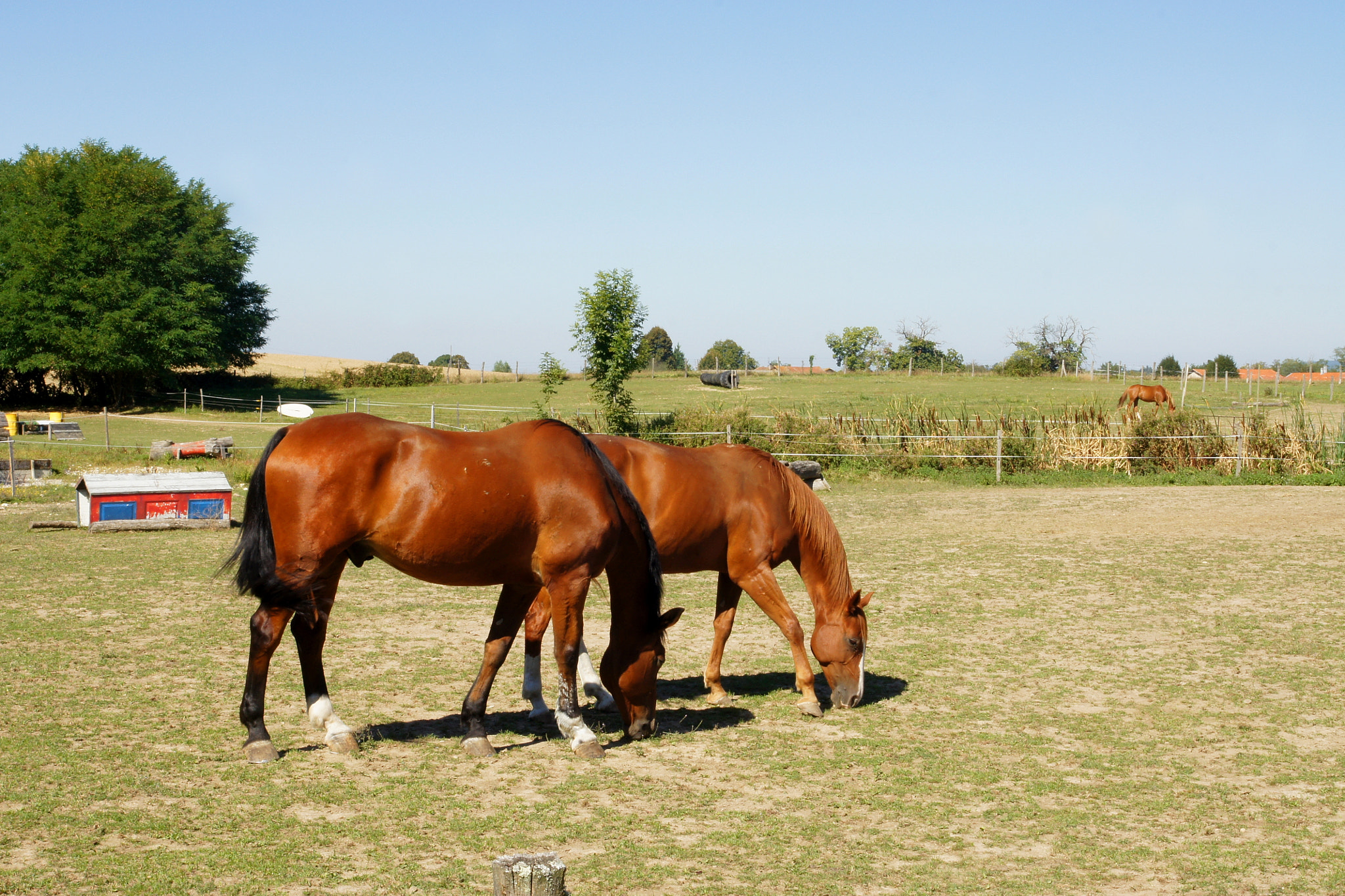 Sony Alpha DSLR-A500 sample photo. Chevaux en isère photography