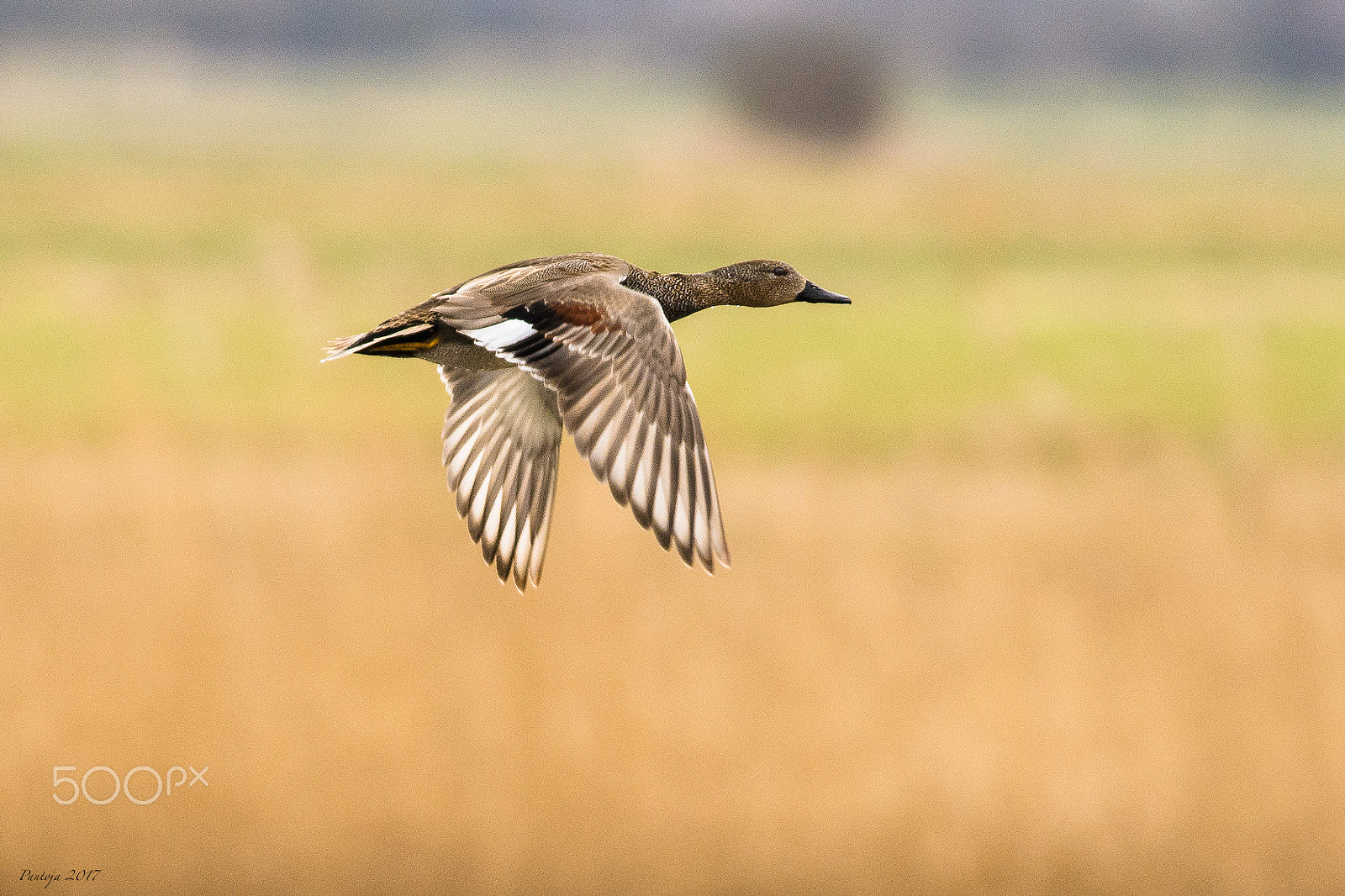 Nikon D7200 + Nikon AF-S Nikkor 300mm F4D ED-IF sample photo. Gadwalls photography