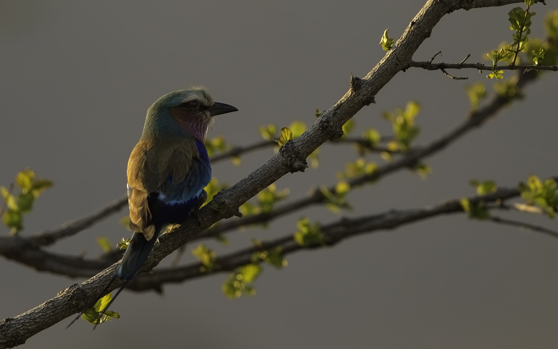 Canon EF 600mm F4L IS II USM sample photo. Sunset roller photography