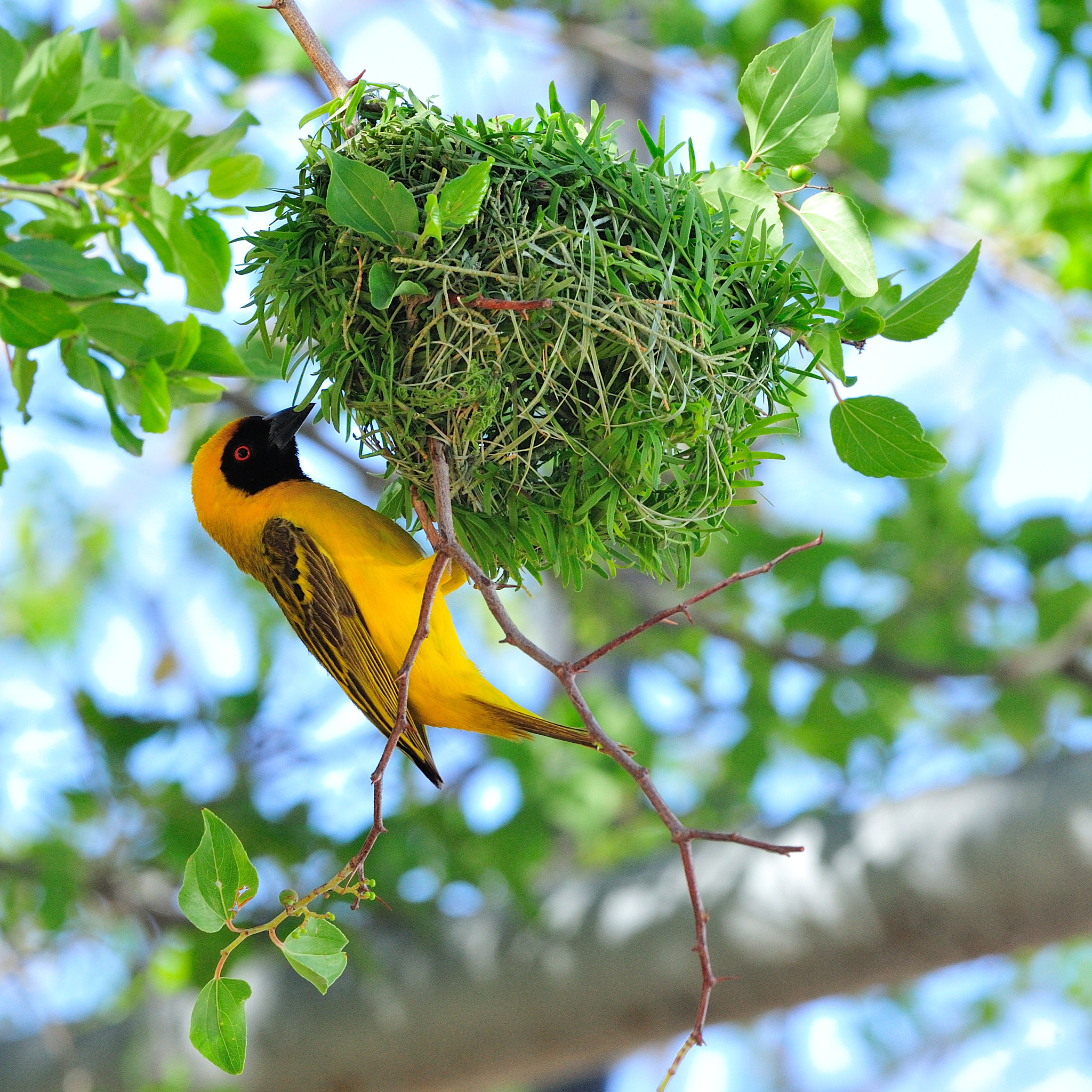 Nikon D700 + Nikon AF-S Nikkor 300mm F2.8G ED VR II sample photo. Southern masked weaver building its nest photography