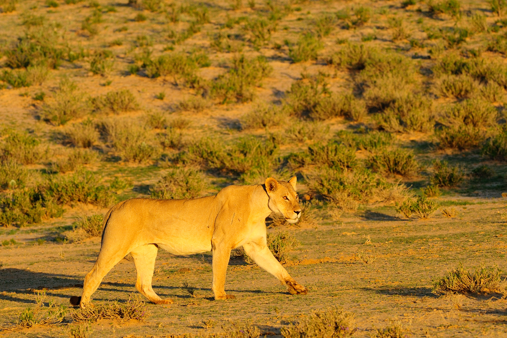 Nikon AF-S Nikkor 300mm F2.8G ED VR II sample photo. Lioness taking a walk  at sunrise photography