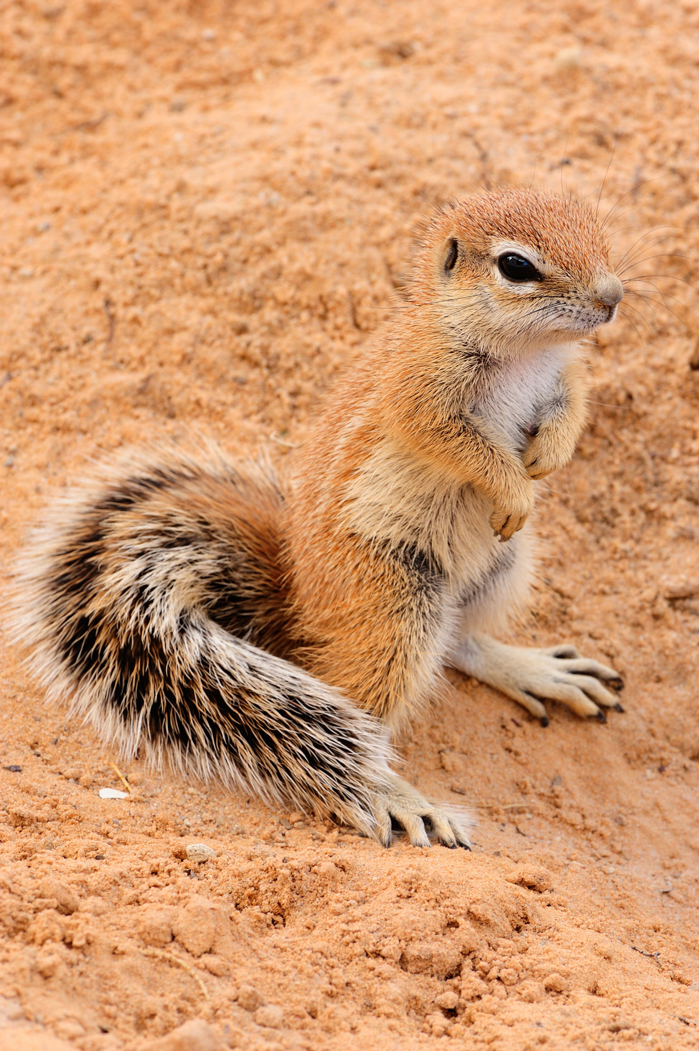 Nikon D700 + Nikon AF-S Nikkor 300mm F2.8G ED VR II sample photo. Ground squirrel pup photography