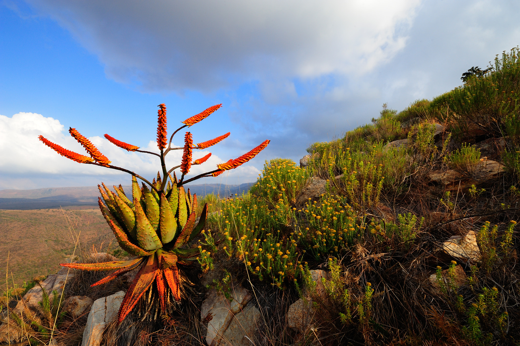 Nikon AF-S Nikkor 14-24mm F2.8G ED sample photo. Blooming aloes in the mountains of ithala gr (kzn, sa) photography