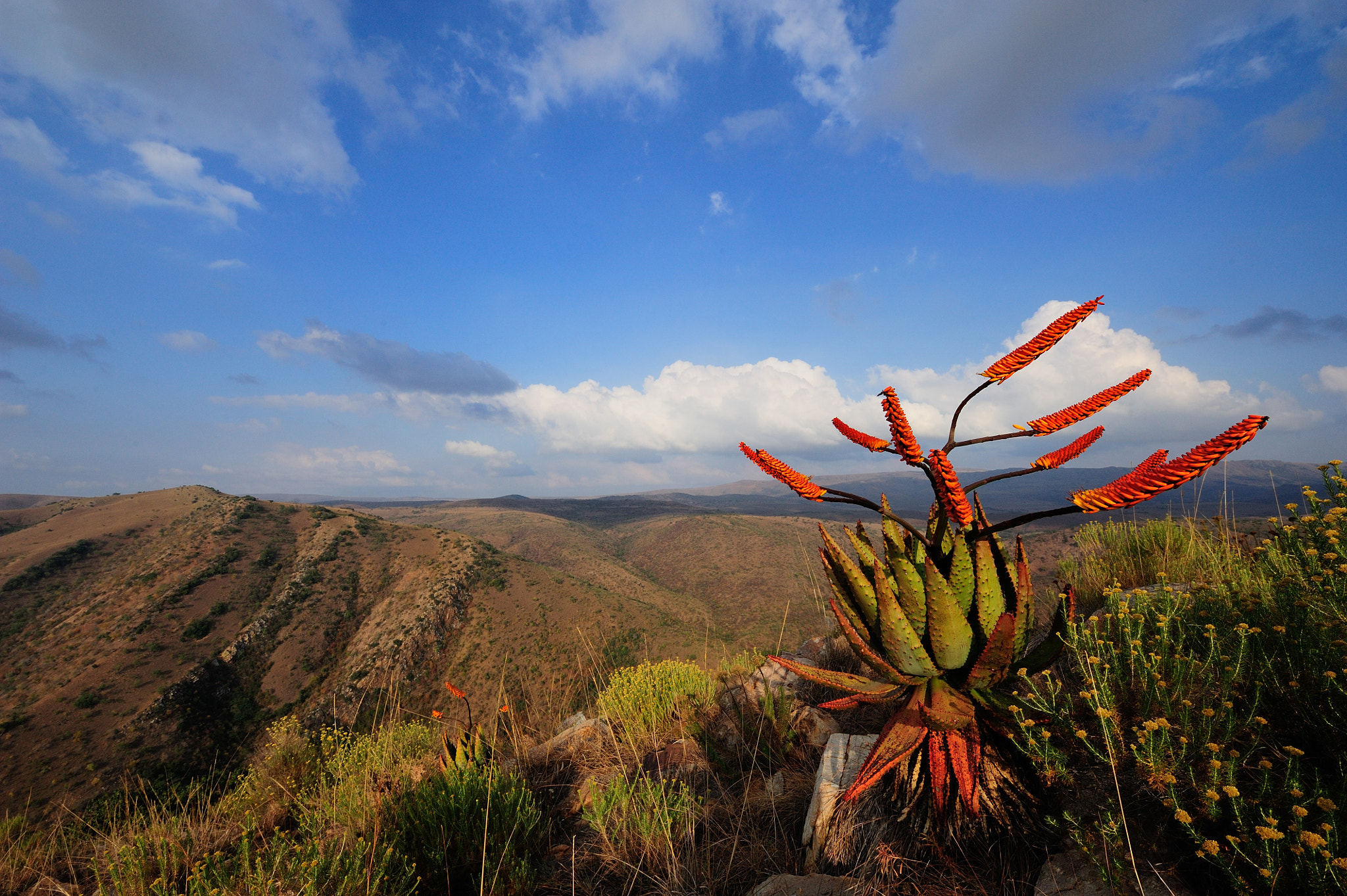 Nikon D700 + Nikon AF-S Nikkor 14-24mm F2.8G ED sample photo. Blooming aloes in the mountains of ithala gr (kzn, sa) photography