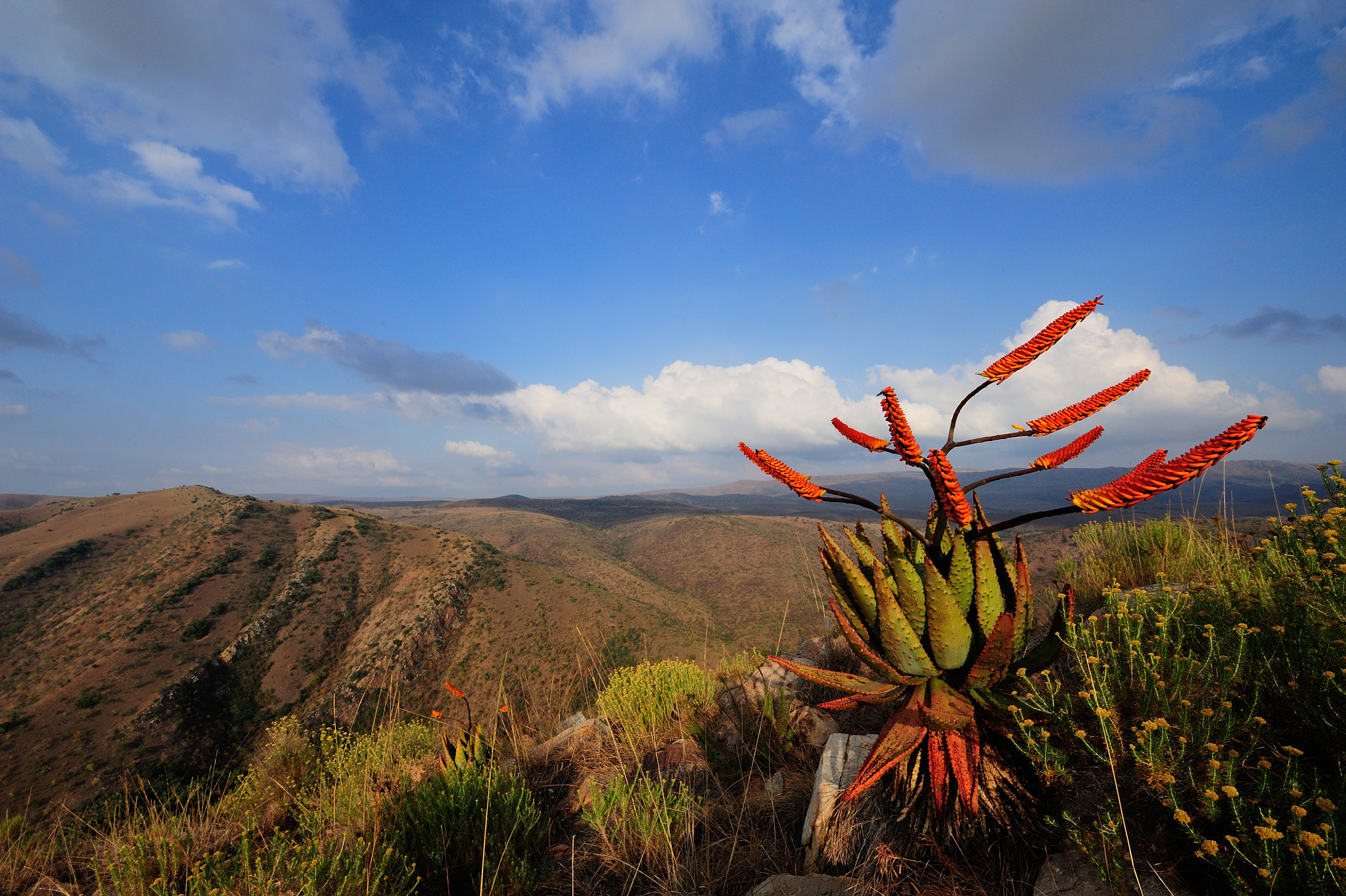Nikon AF-S Nikkor 14-24mm F2.8G ED sample photo. Blooming aloes in the mountains of ithala gr (kzn, sa) photography