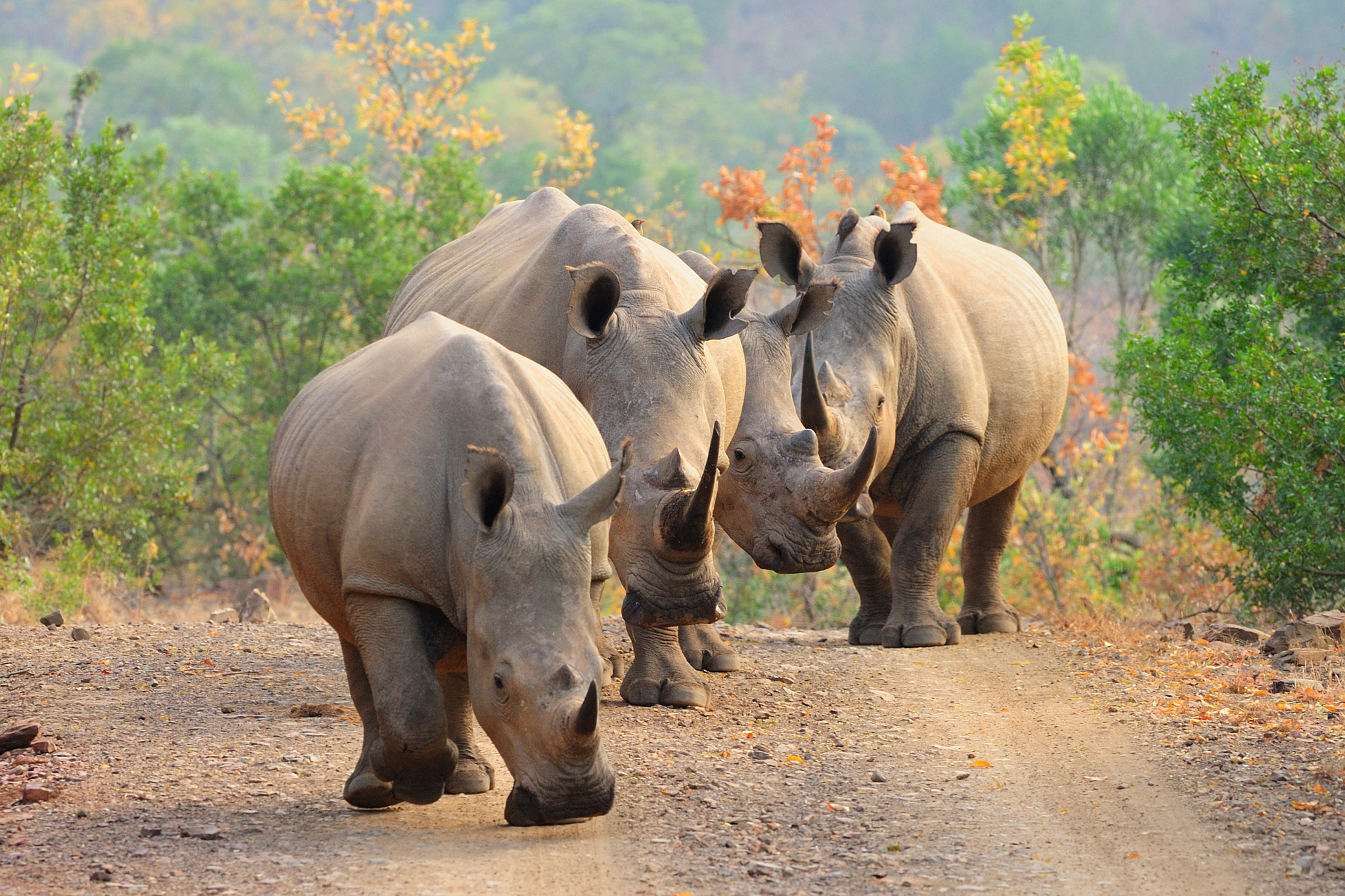 Nikon AF-S Nikkor 300mm F2.8G ED VR II sample photo. White rhinos on the road photography