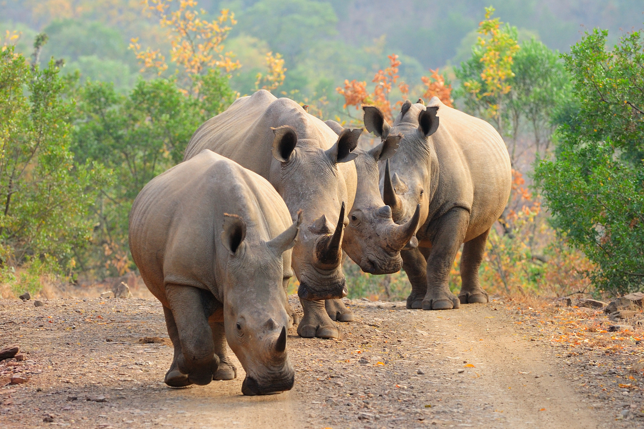 Nikon D700 + Nikon AF-S Nikkor 300mm F2.8G ED VR II sample photo. White rhinos on the road photography