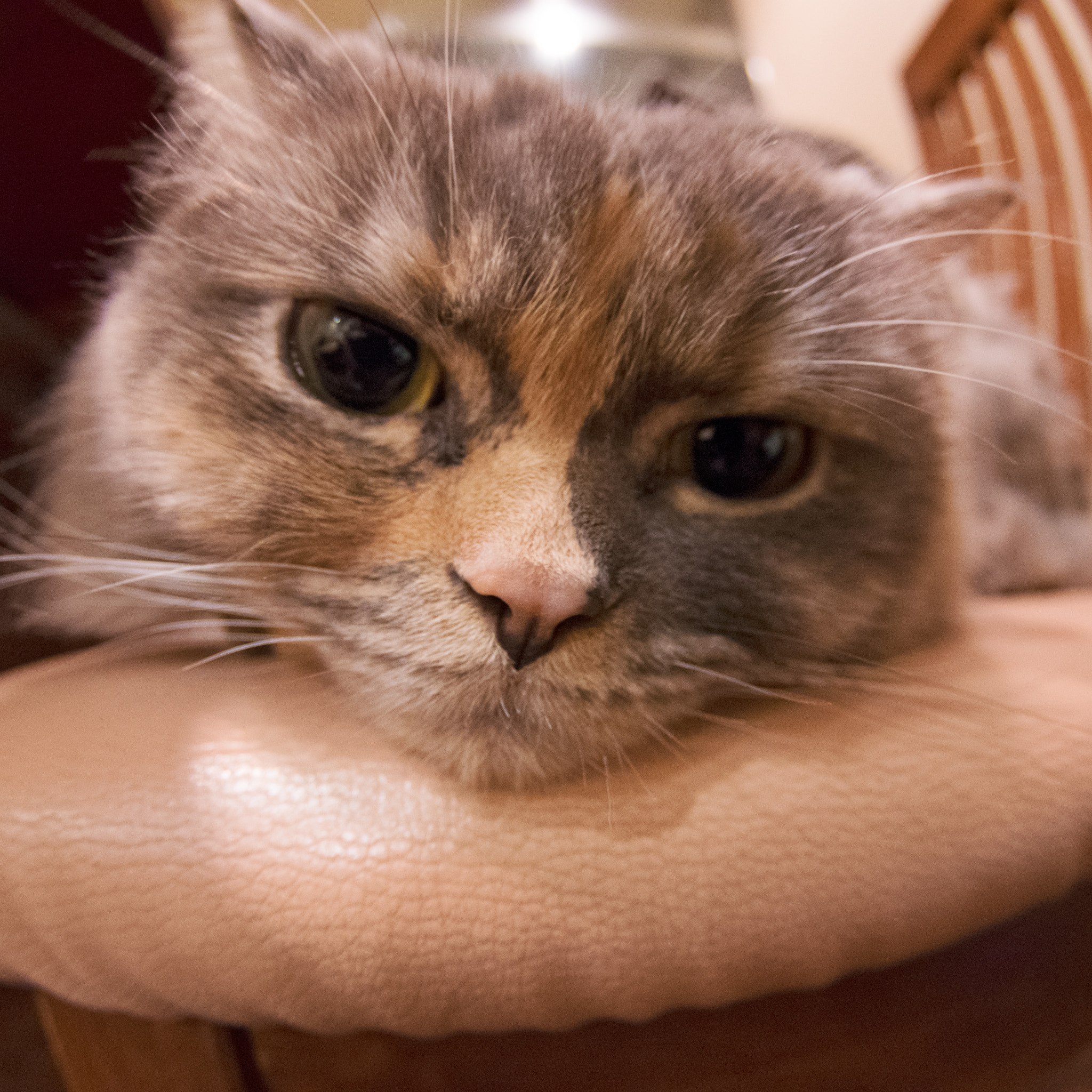 Pentax K-3 II sample photo. Cat from fish-eye photography