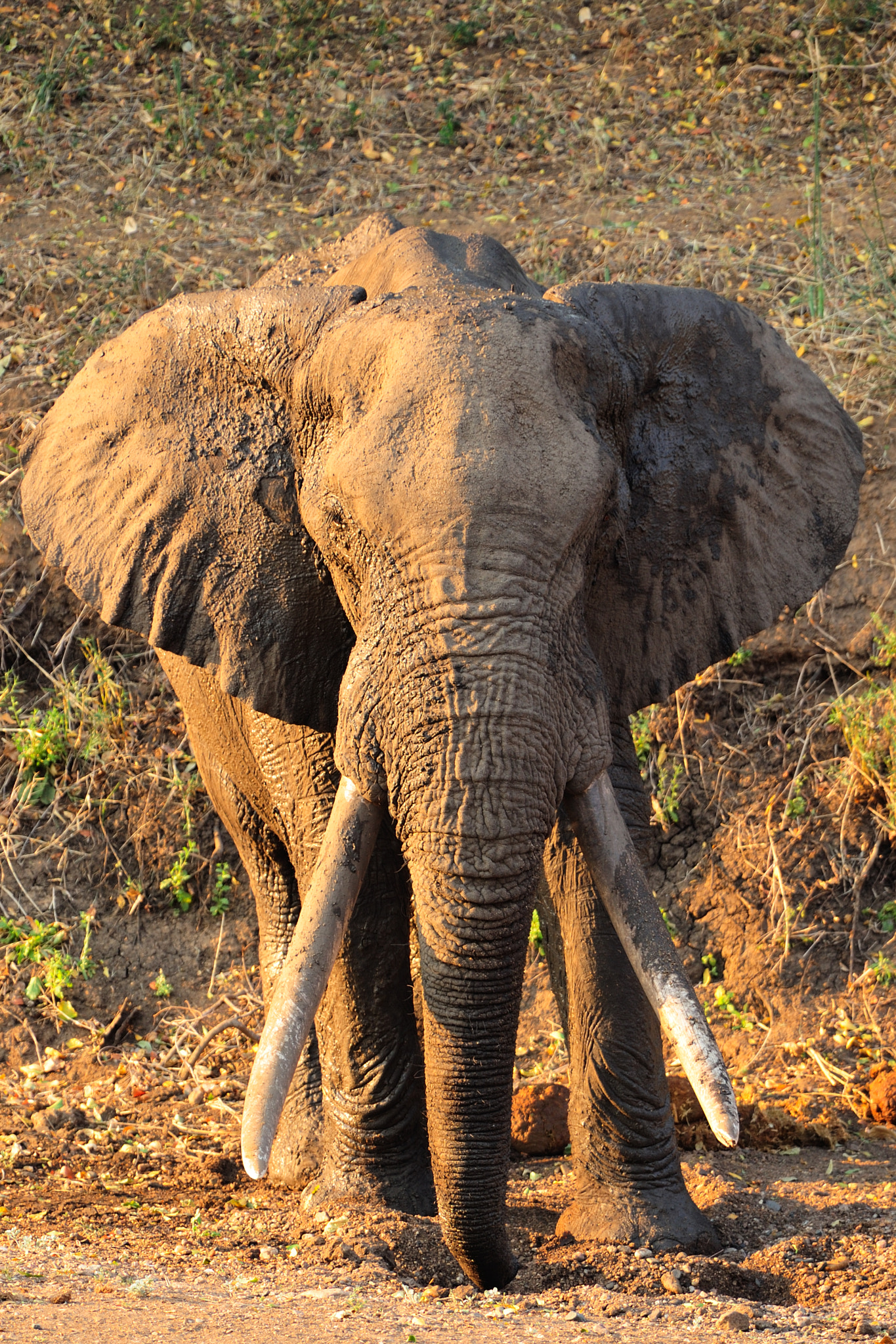 Nikon D700 + Nikon AF-S Nikkor 300mm F2.8G ED VR II sample photo. Elephant bull photography