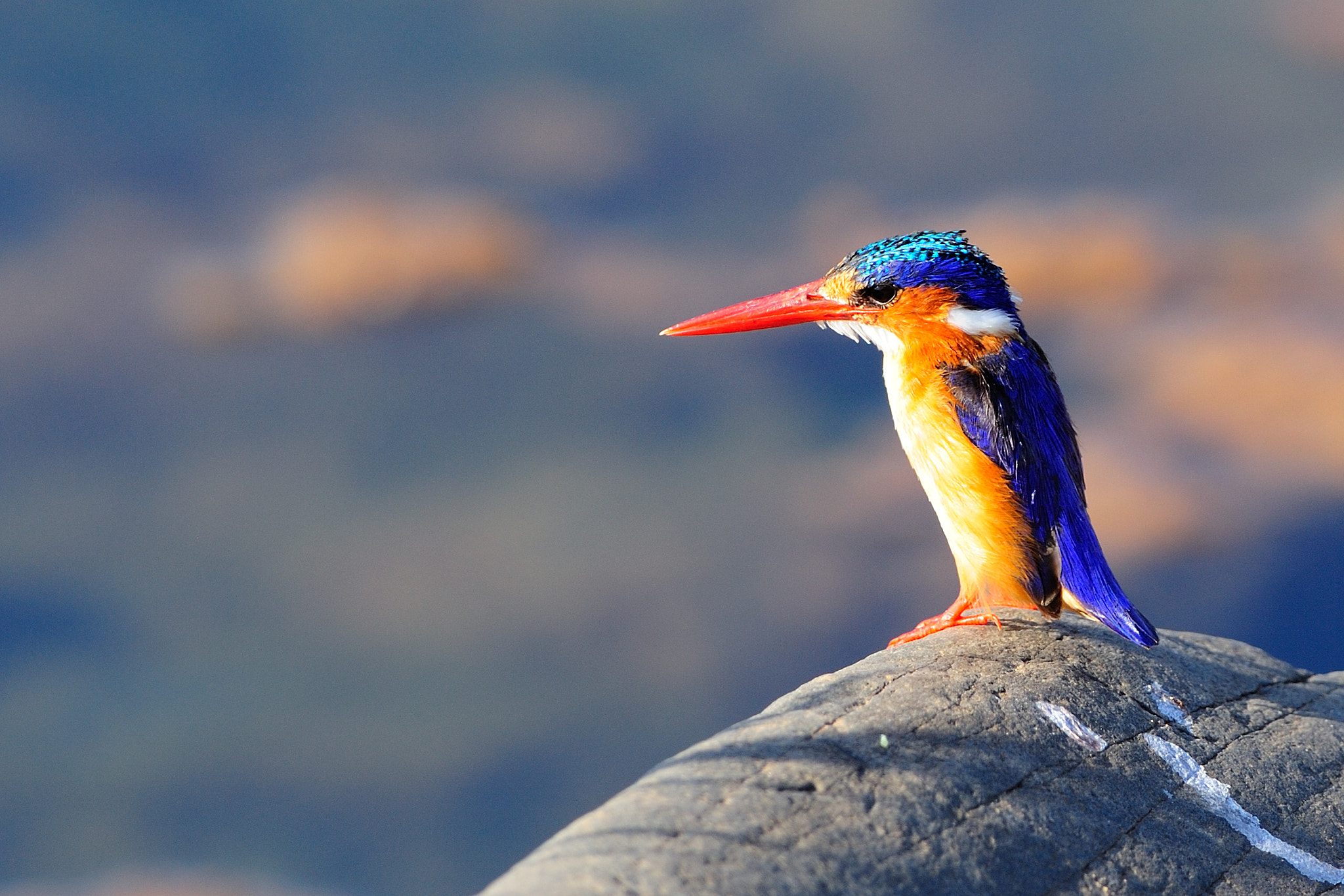Nikon AF-S Nikkor 300mm F2.8G ED VR II sample photo. Malachite kingfisher photography