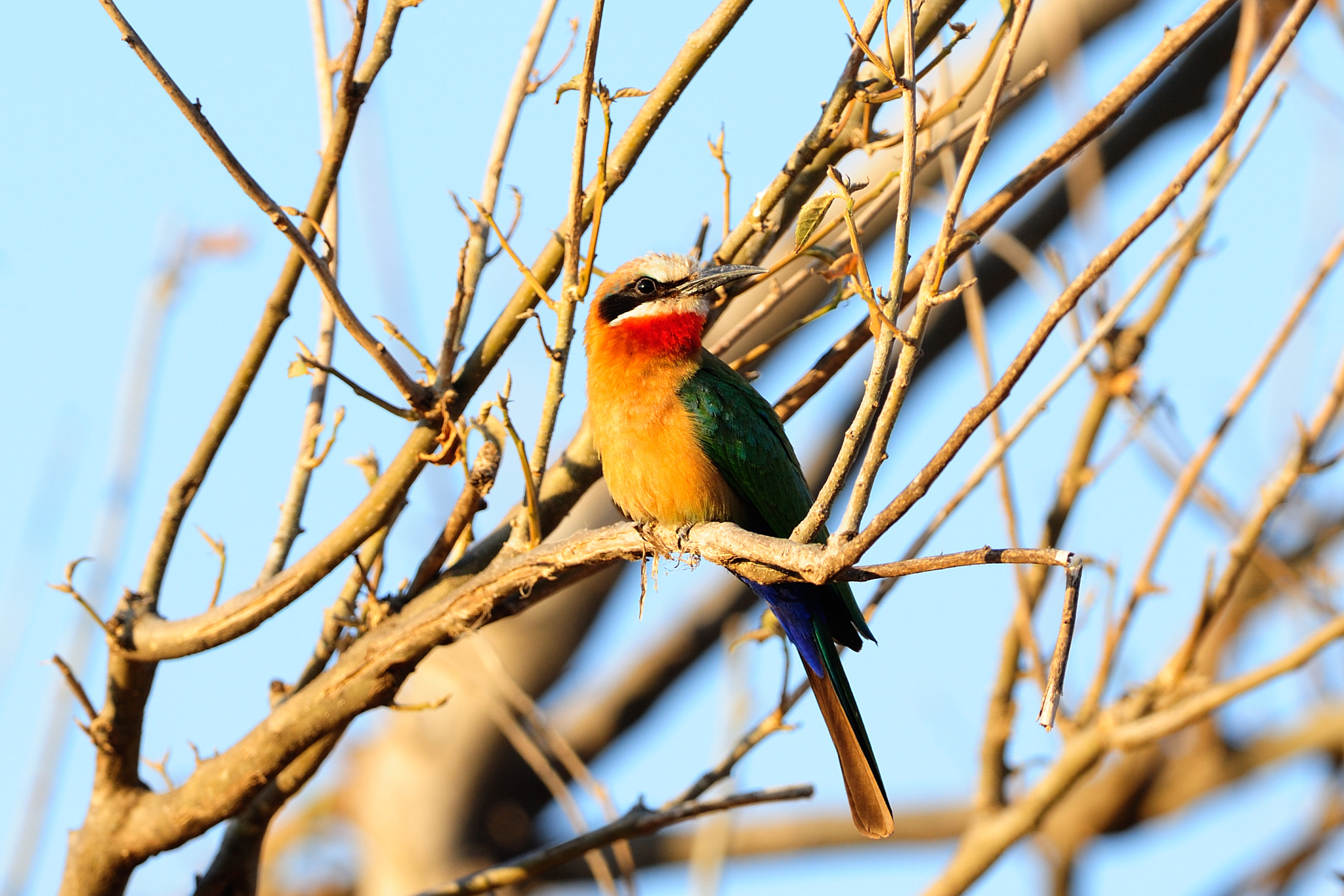 Nikon D700 + Nikon AF-S Nikkor 300mm F2.8G ED VR II sample photo. White-fronted bee-eater photography