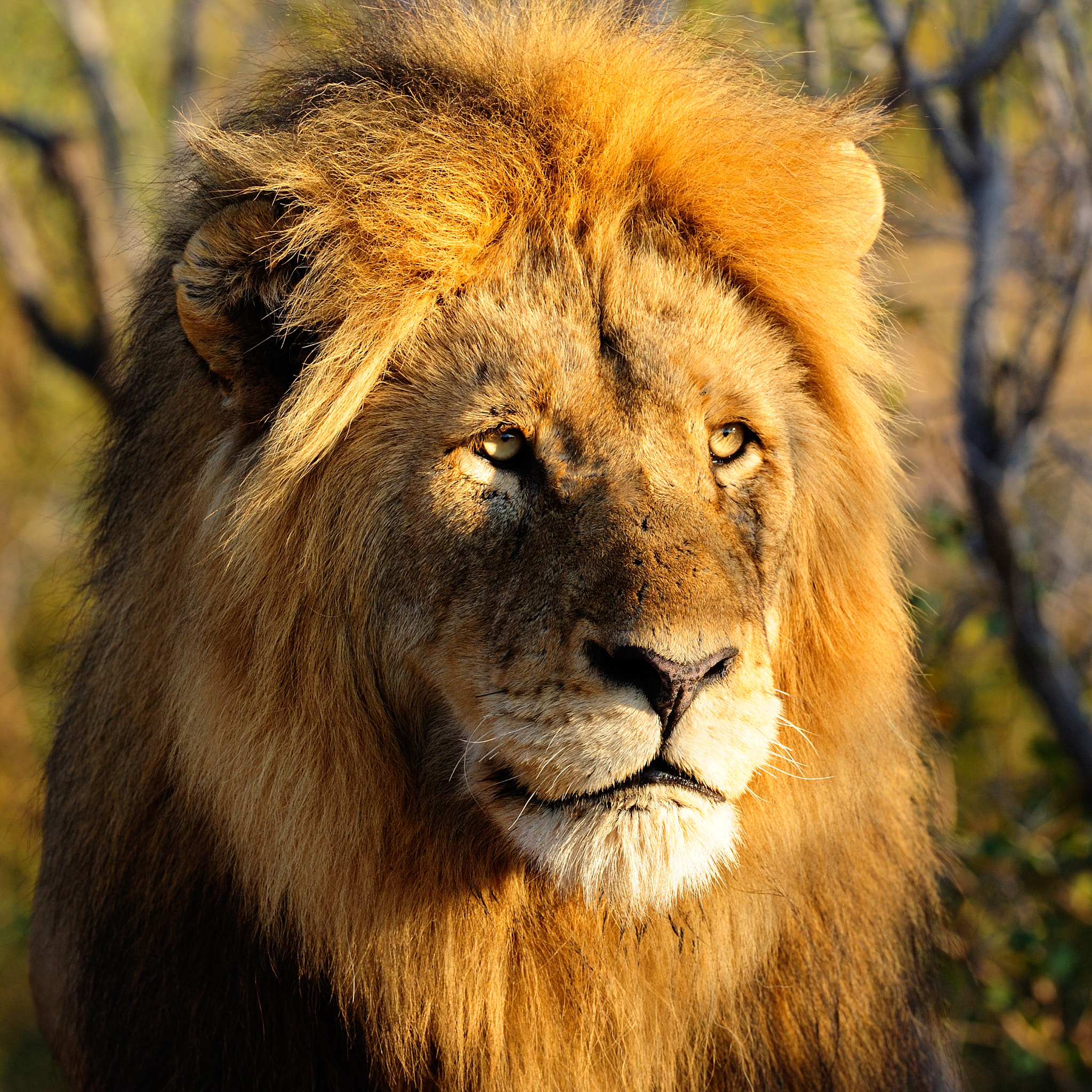Nikon AF-S Nikkor 300mm F2.8G ED VR II sample photo. Portrait of a king photography