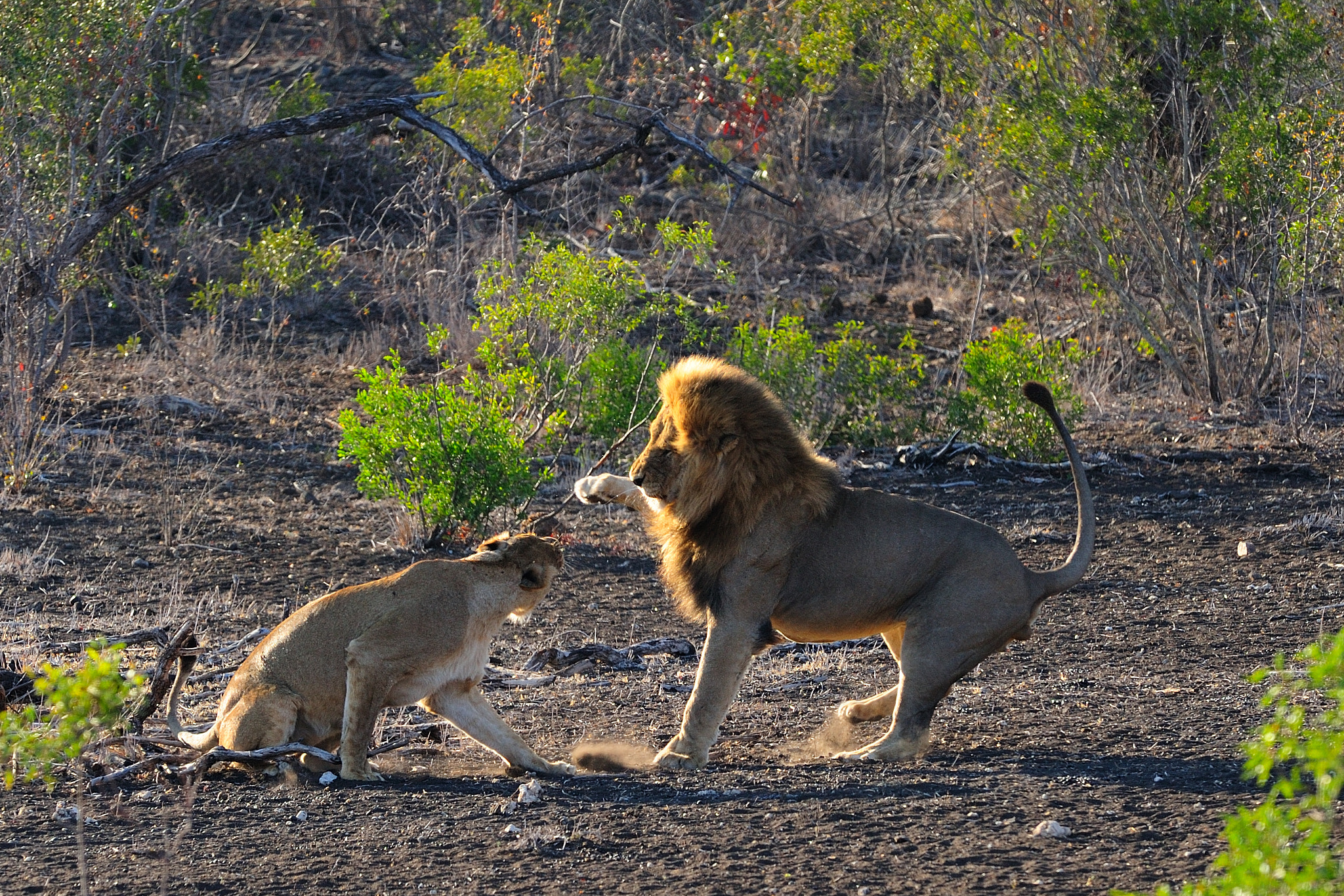 Nikon AF-S Nikkor 300mm F2.8G ED VR II sample photo. Mating lions fighting photography