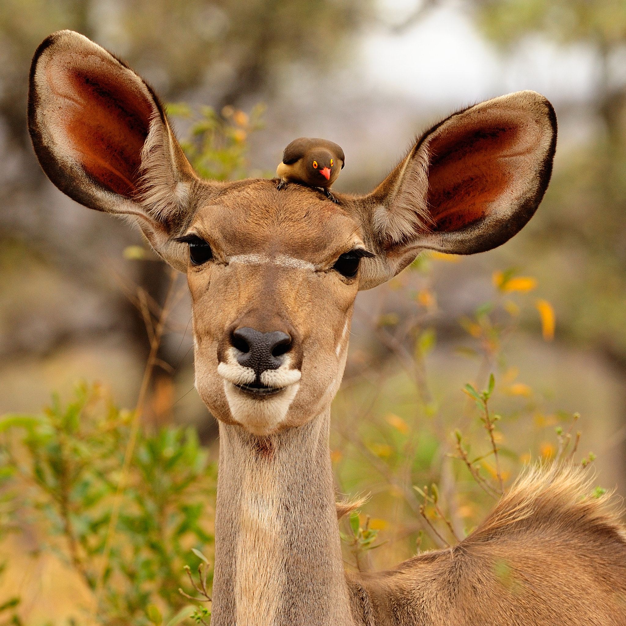 Nikon D700 + Nikon AF-S Nikkor 300mm F2.8G ED VR II sample photo. Kudu with oxpecker photography