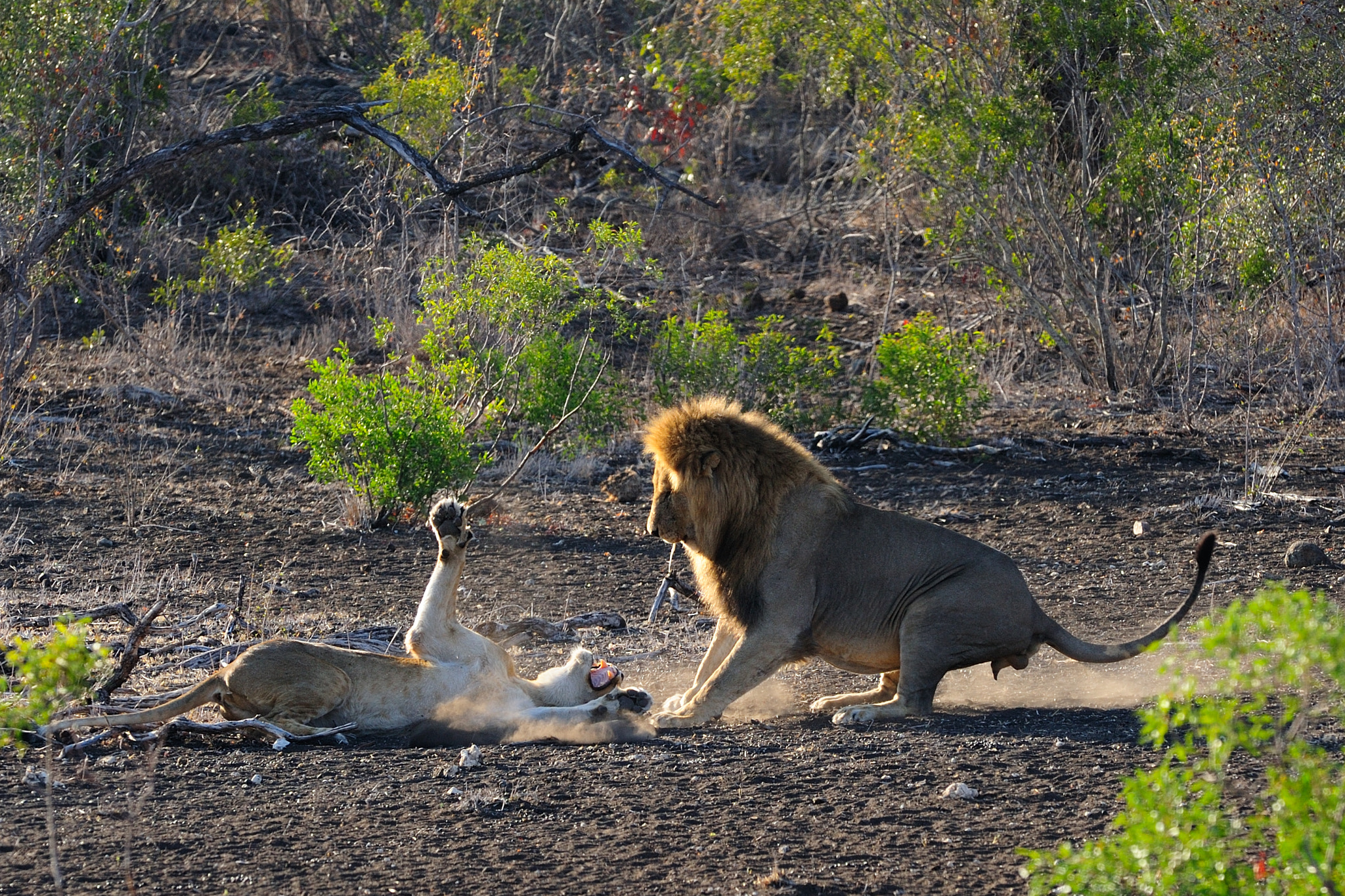 Nikon AF-S Nikkor 300mm F2.8G ED VR II sample photo. Mating lions fighting photography