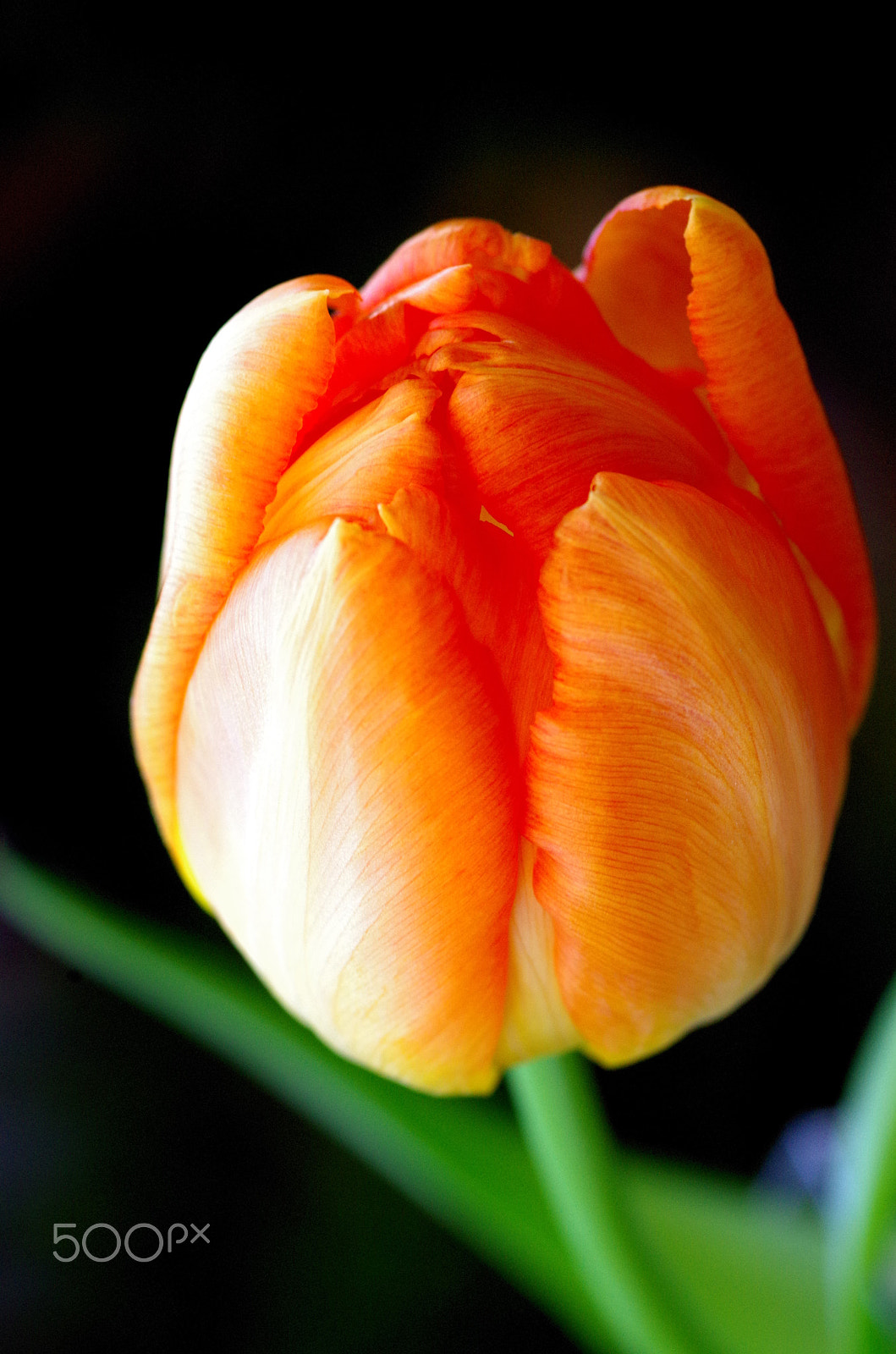 Pentax K-50 sample photo. Tulip photography