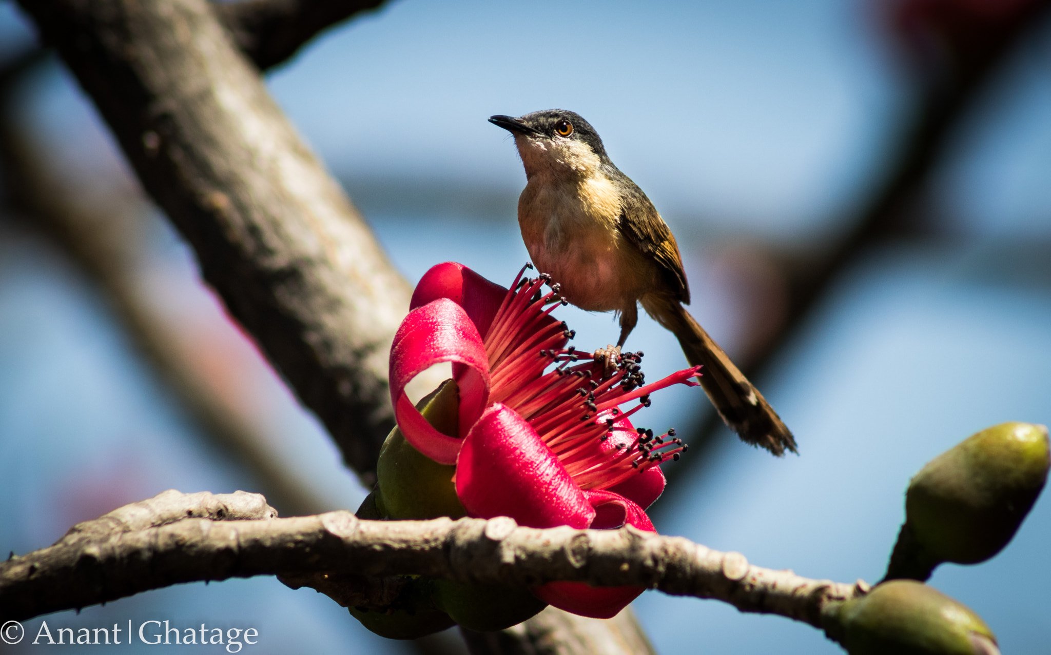 Canon EOS 80D + EF75-300mm f/4-5.6 sample photo. Bird on flower? photography