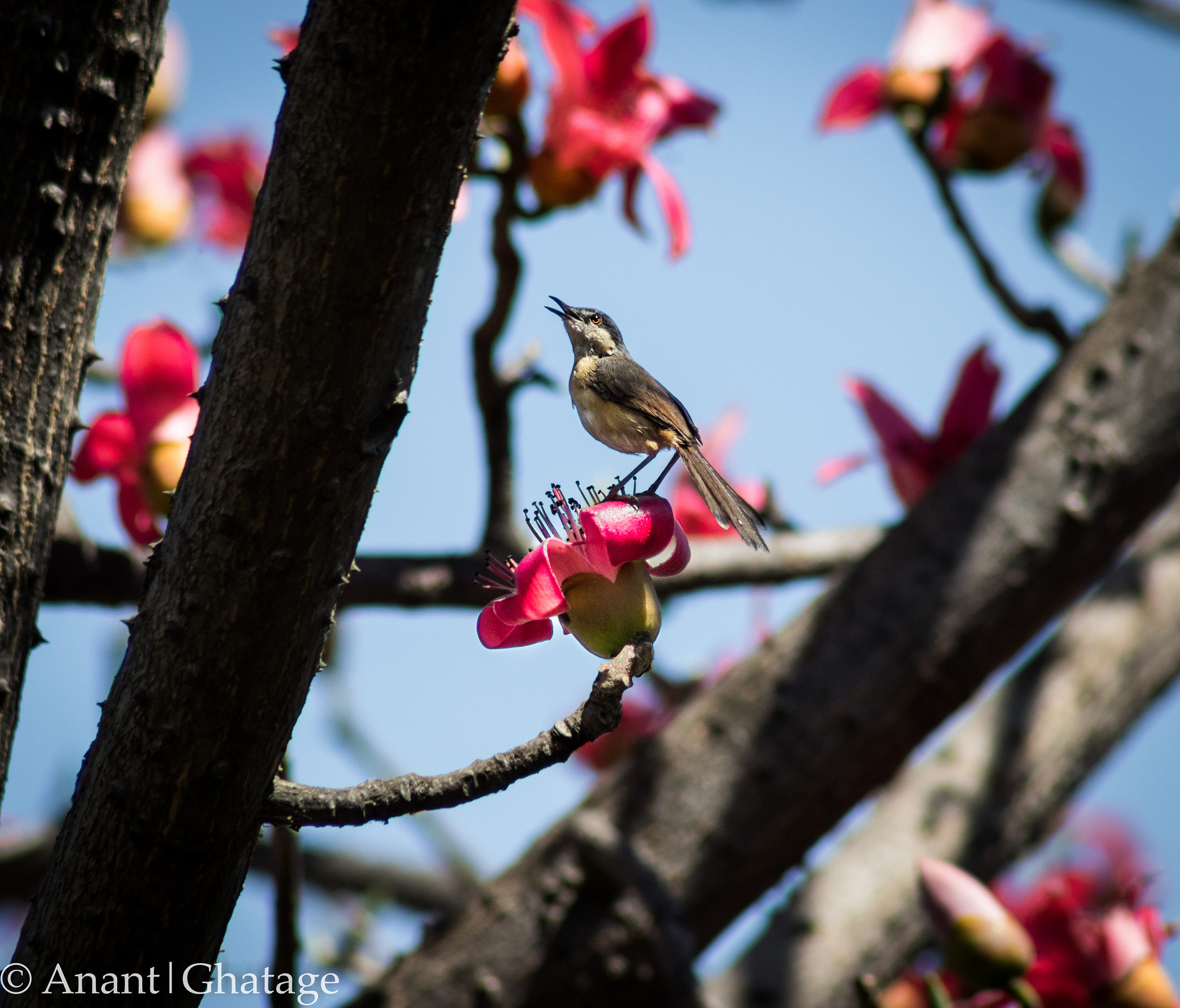 EF75-300mm f/4-5.6 sample photo. Bird on flower? photography