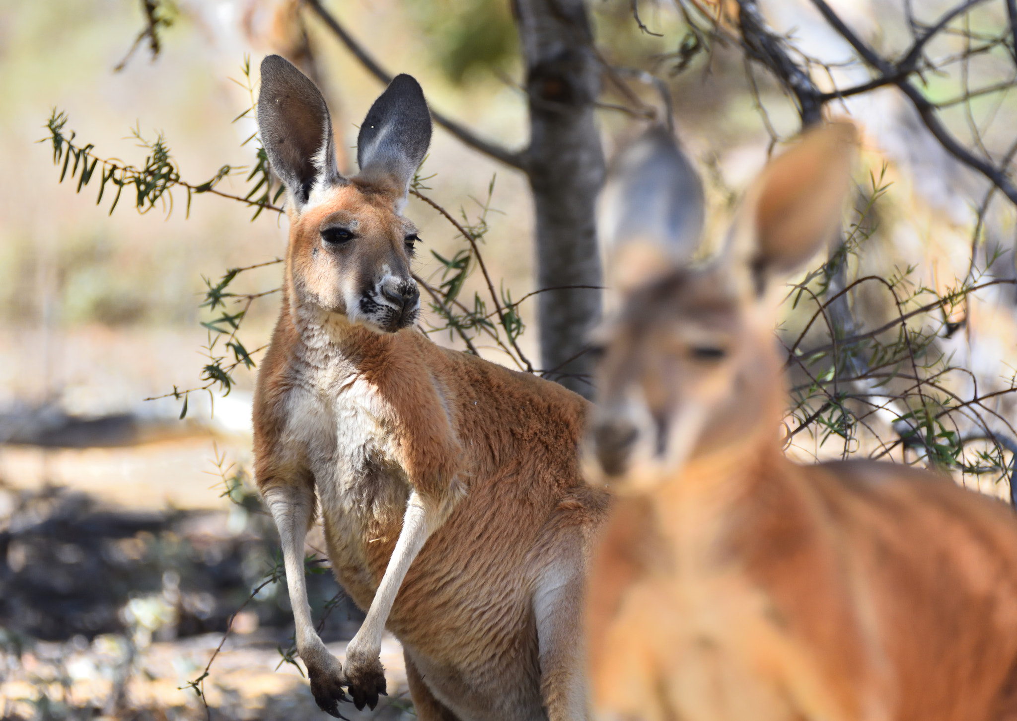 Nikon D7200 sample photo. Red kangaroos ( macropus rufus ) photography