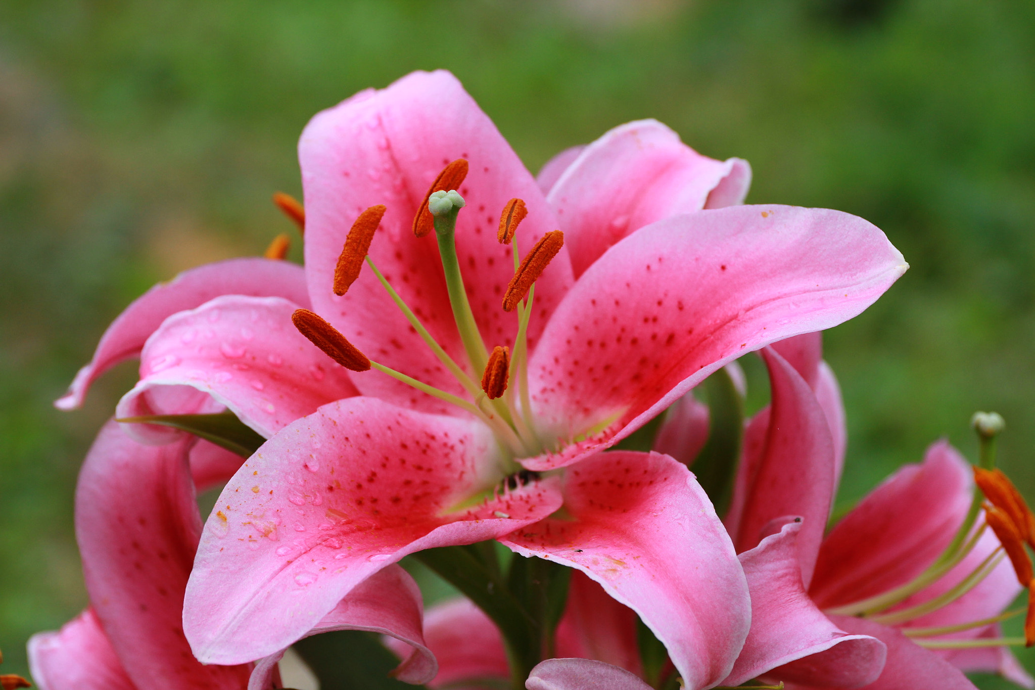 Canon EF 24-70mm F4L IS USM sample photo. Lily 2 photography