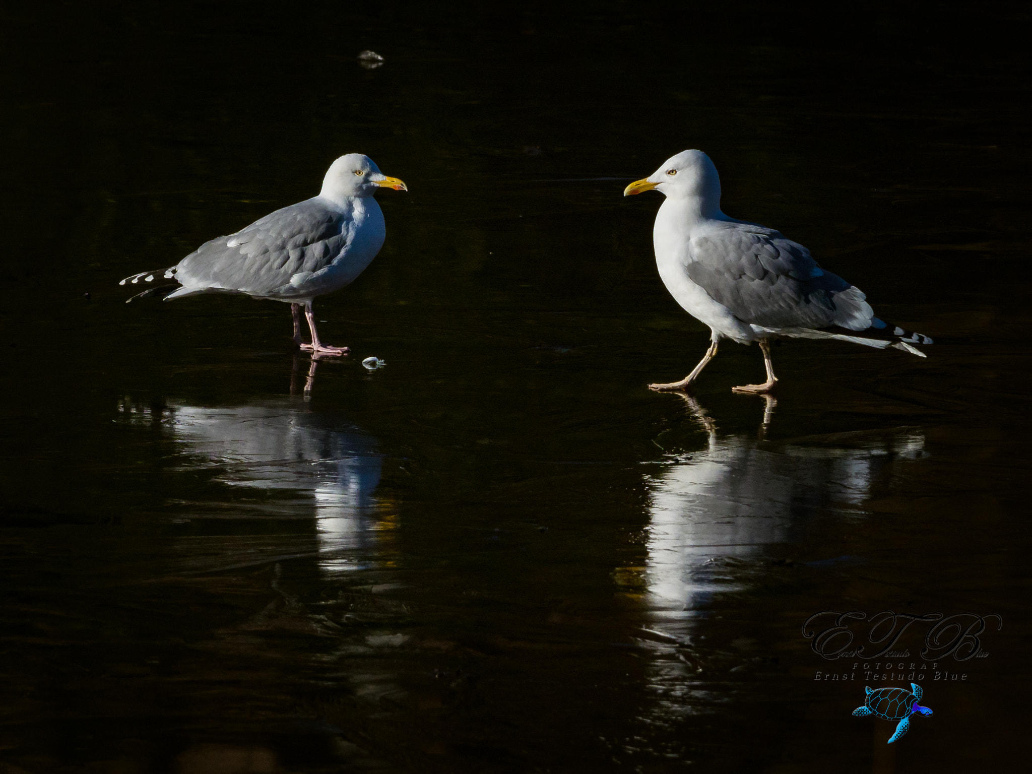 Olympus OM-D E-M1 Mark II + Olympus M.Zuiko Digital ED 40-150mm F2.8 Pro sample photo. Herring gulls conversing photography