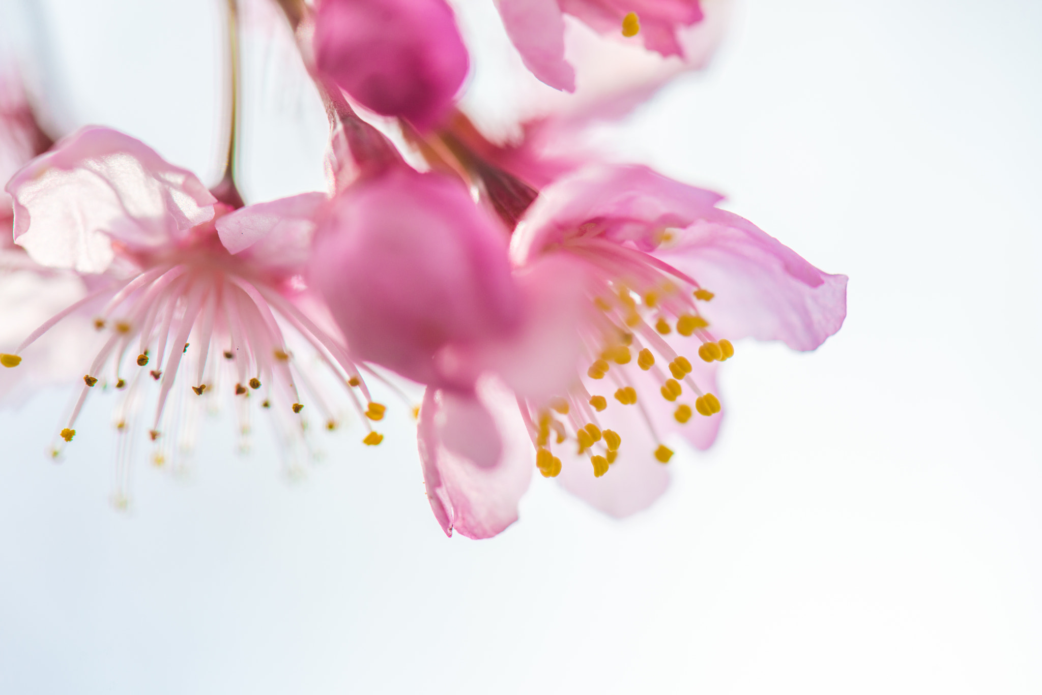 Nikon AF-S Micro-Nikkor 105mm F2.8G IF-ED VR sample photo. Dsc photography