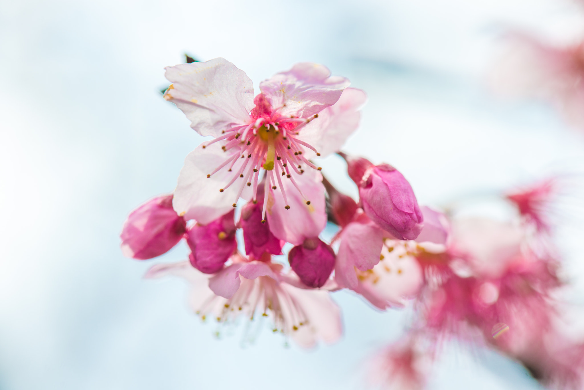 Nikon AF-S Micro-Nikkor 105mm F2.8G IF-ED VR sample photo. Dsc photography