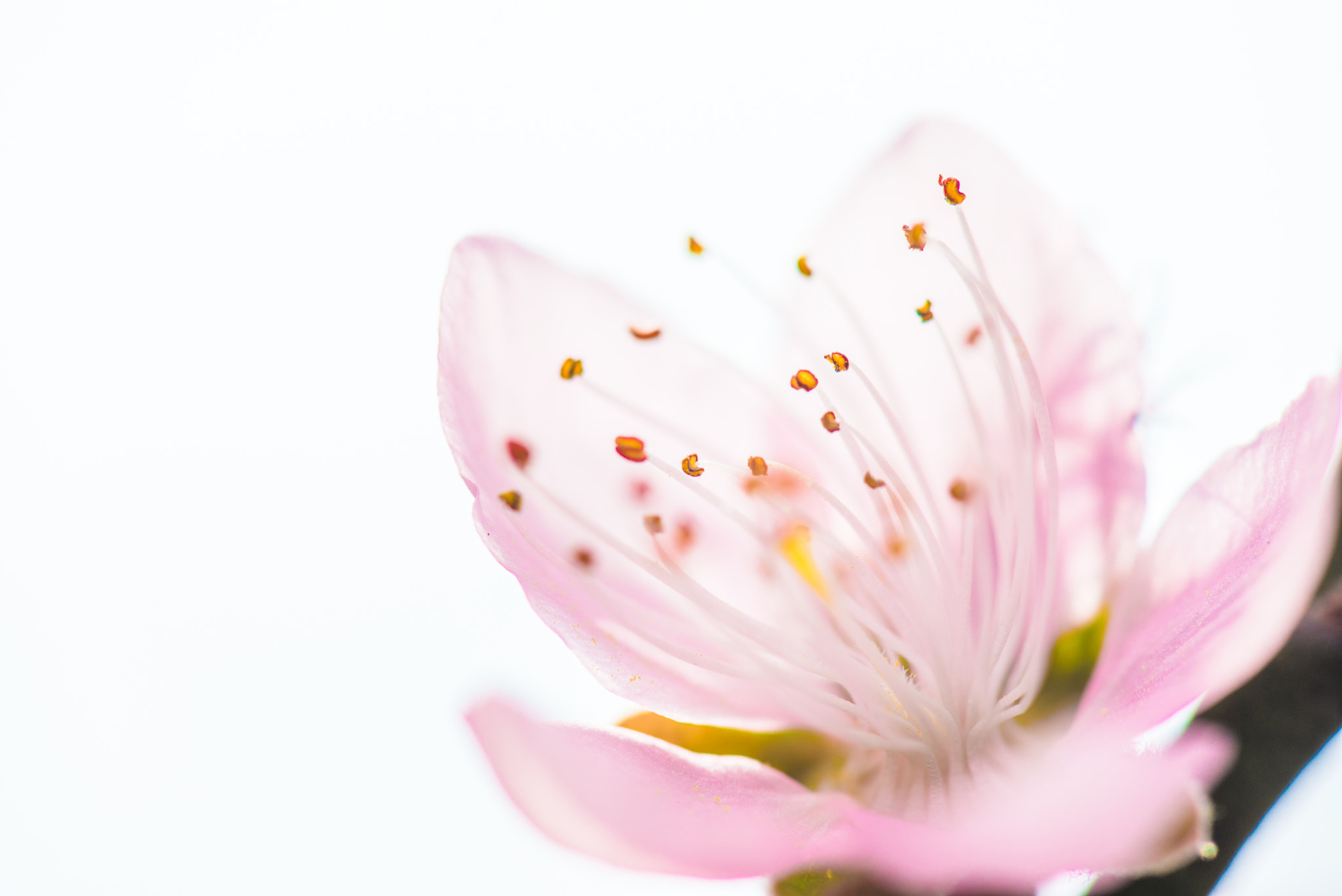 Nikon AF-S Micro-Nikkor 105mm F2.8G IF-ED VR sample photo. Dsc photography