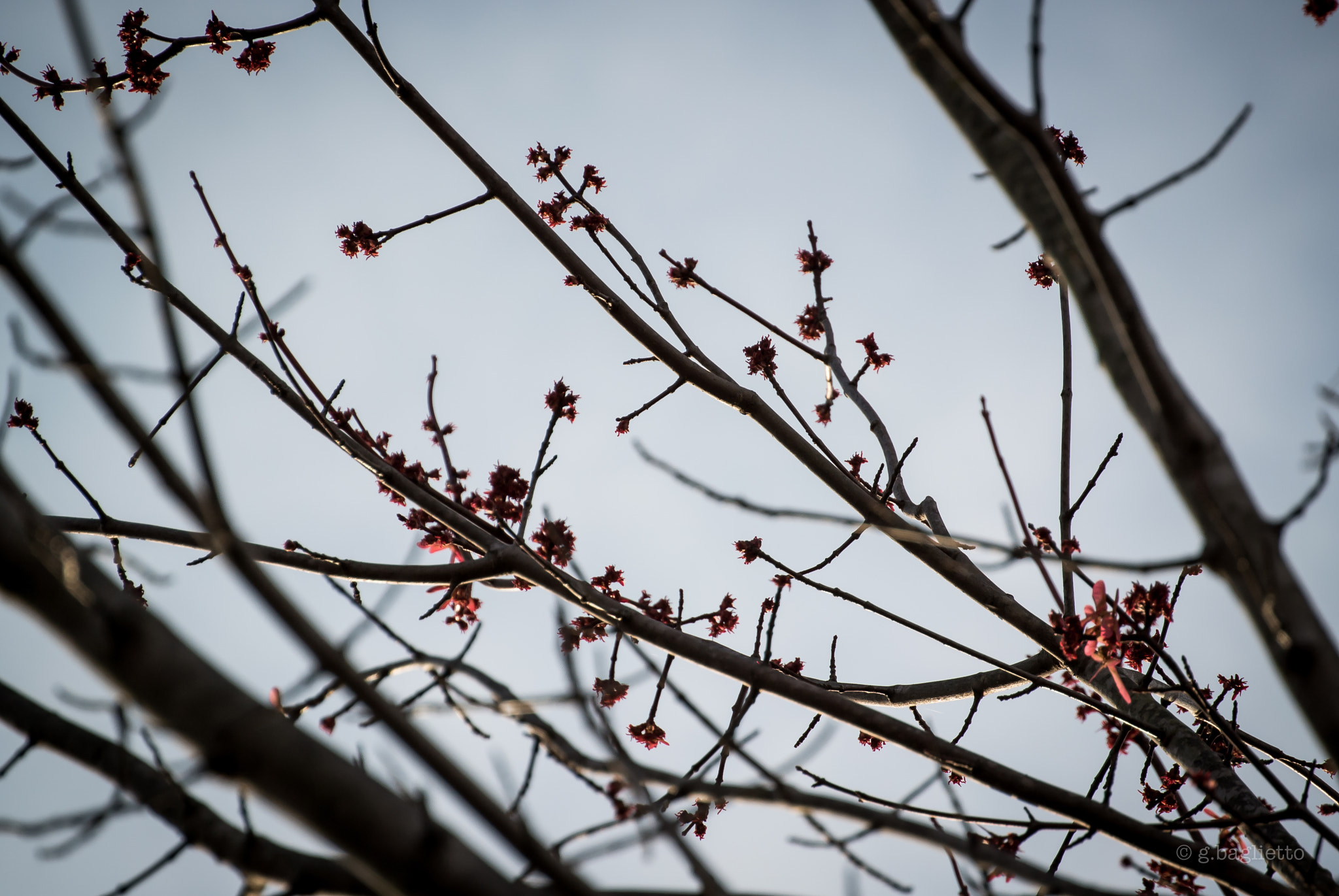 Nikon 1 Nikkor VR 30-110mm F3.8-5.6 sample photo. The hope for spring photography
