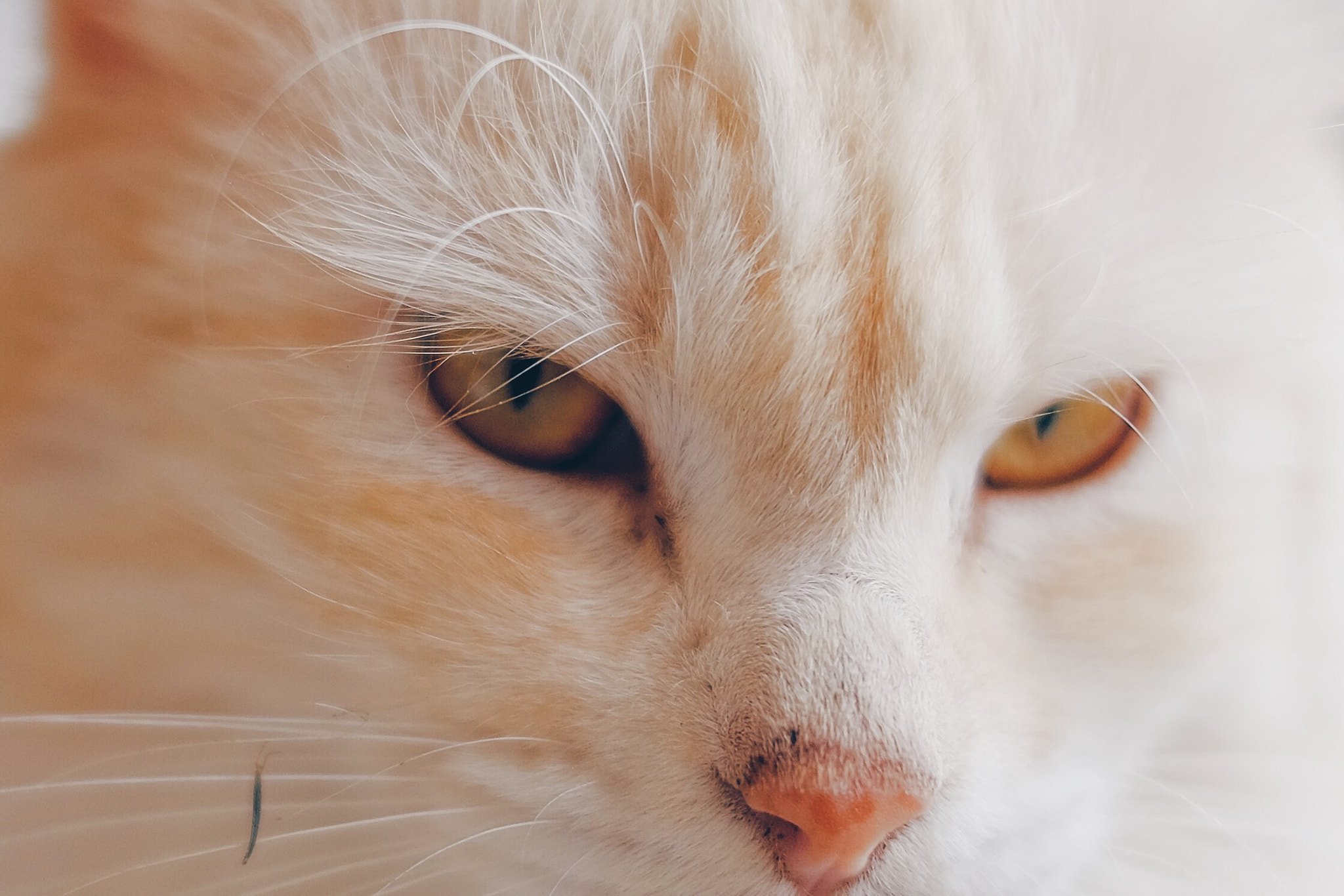 Fujifilm X-E2 + Fujifilm XF 35mm F1.4 R sample photo. Cat photography