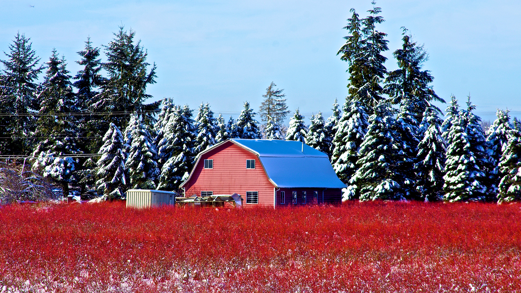 Pentax smc DA 55-300mm F4.0-5.8 ED sample photo. Blueberries in winter photography