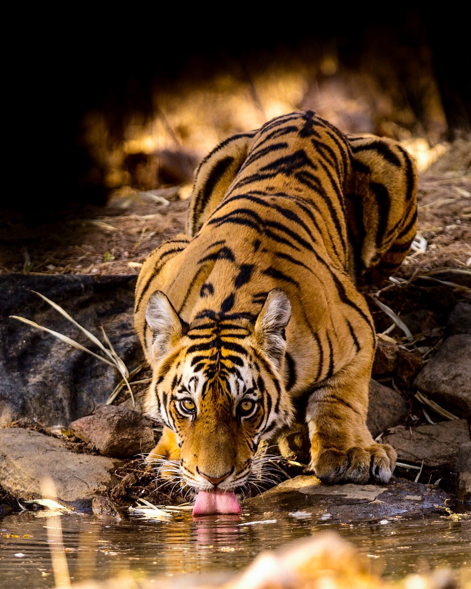 Canon EOS-1D X + Canon EF 300mm F2.8L IS USM sample photo. Look into my eyes " eos 1 dx 300 2.8 " tigers of central india photography