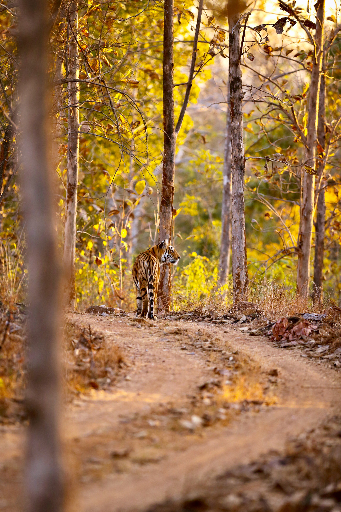 Canon EF 300mm F2.8L IS USM sample photo. Garden of eden " photography